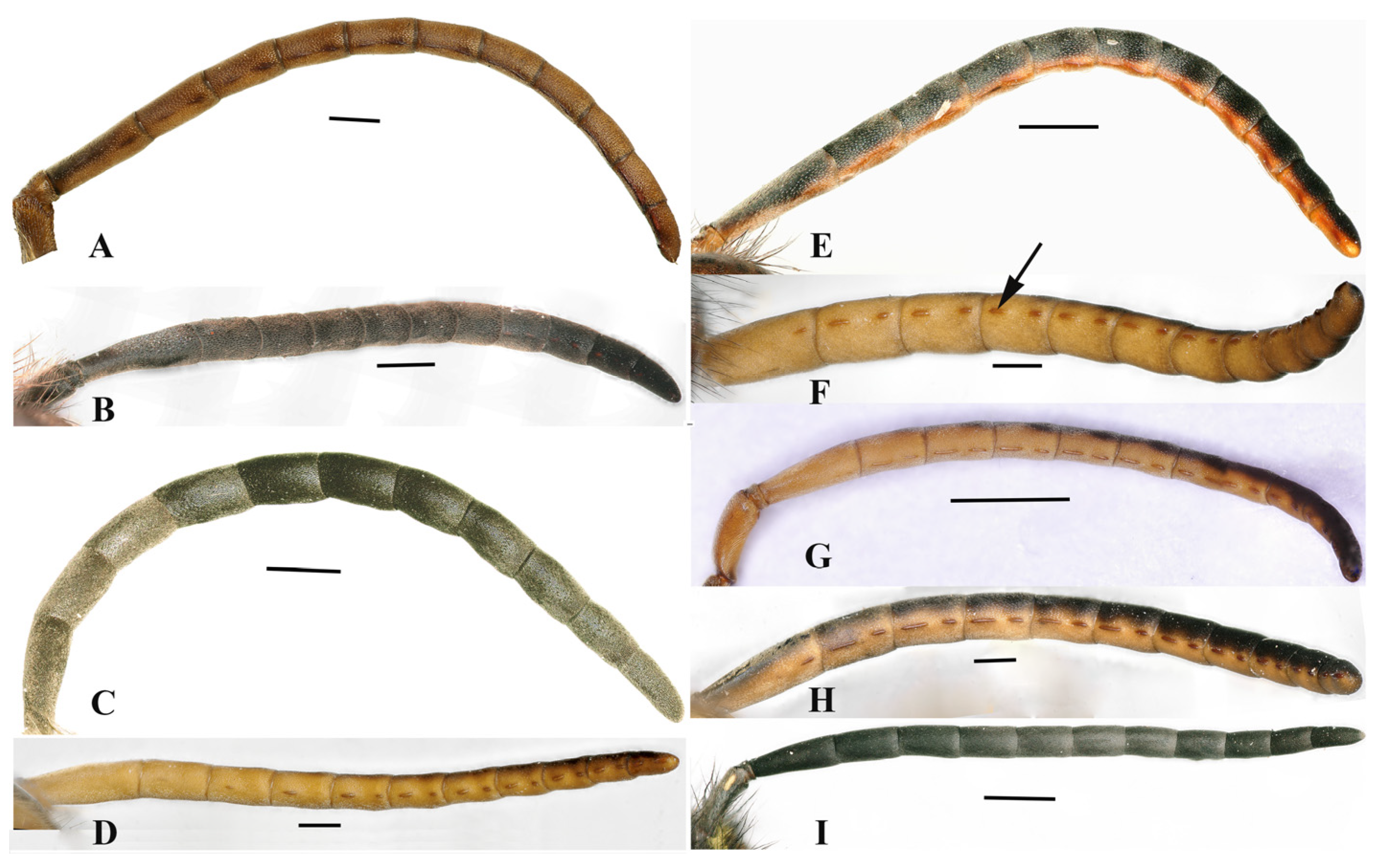 Insects 15 00448 g007