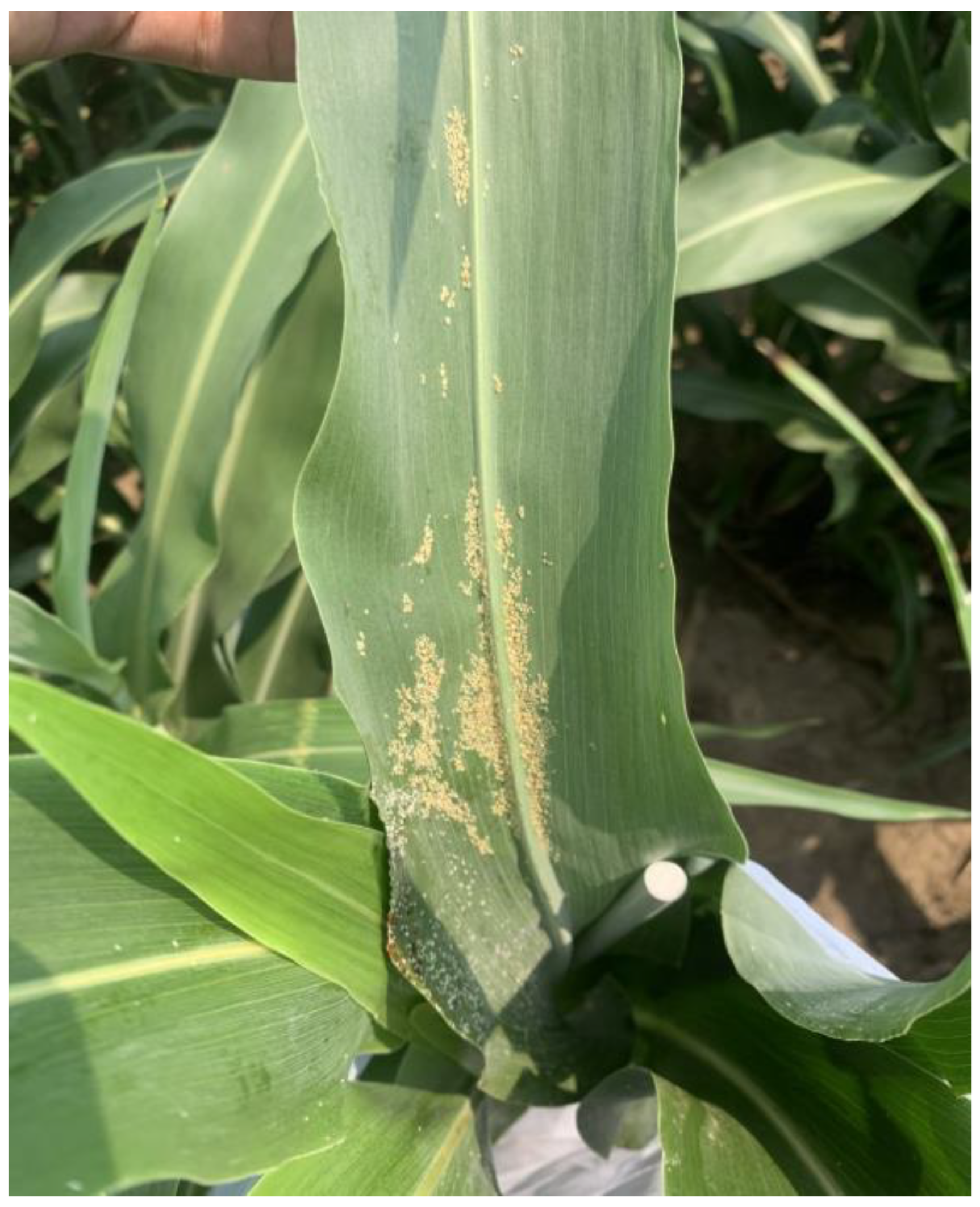 Insects 15 00475 g001