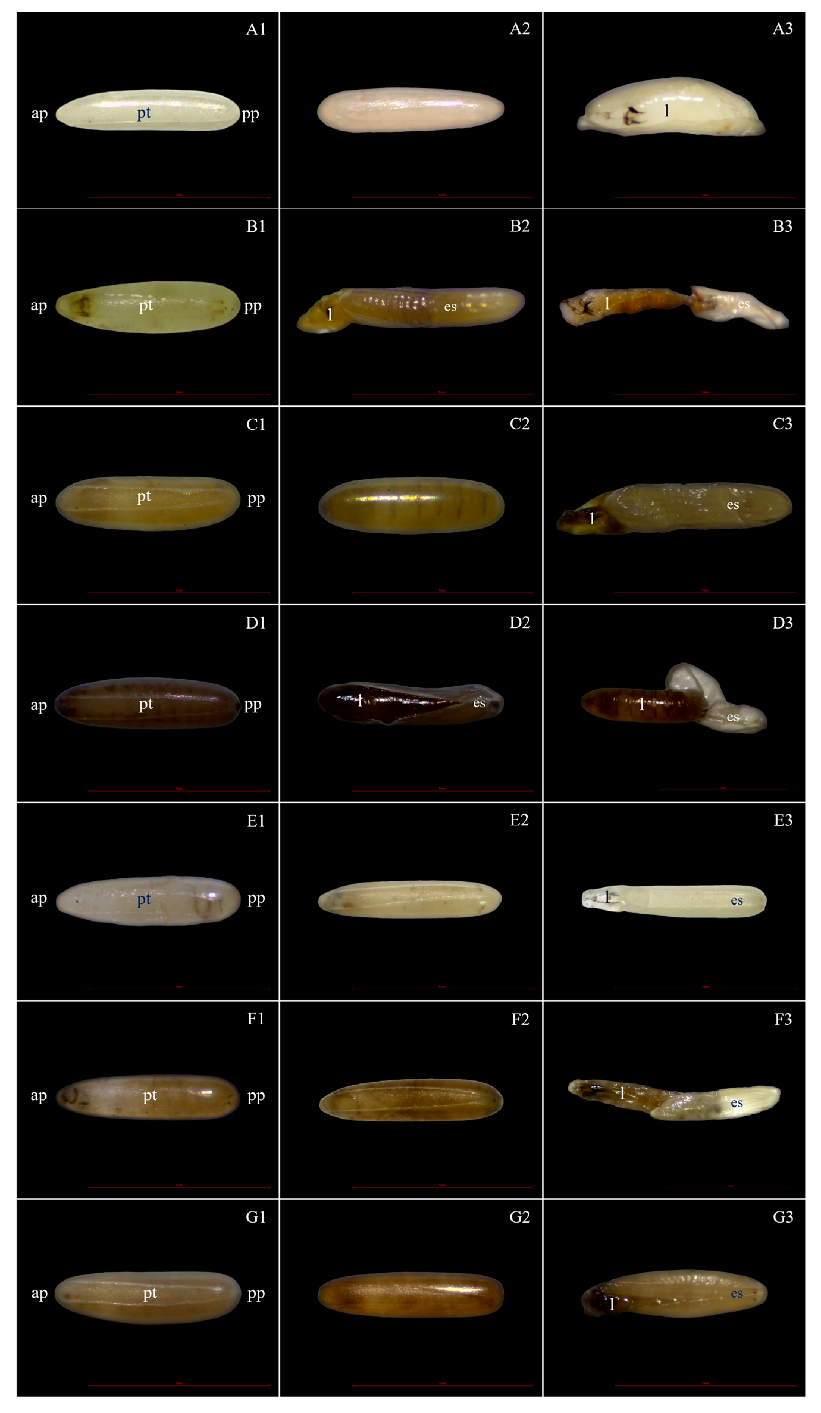 Insects 15 00481 g007 Insects 15 00481 g007