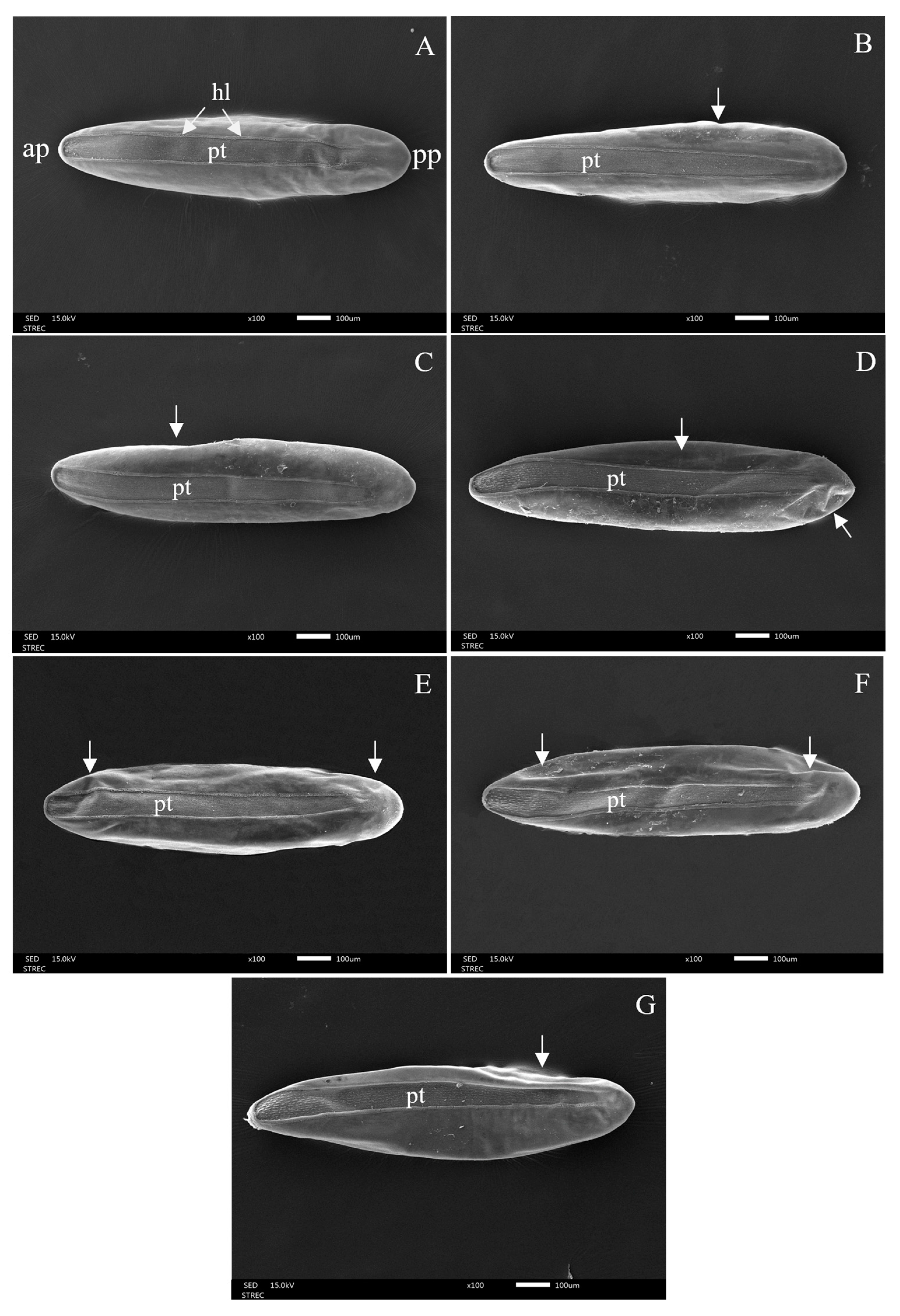 Insects 15 00481 g008 Insects 15 00481 g008
