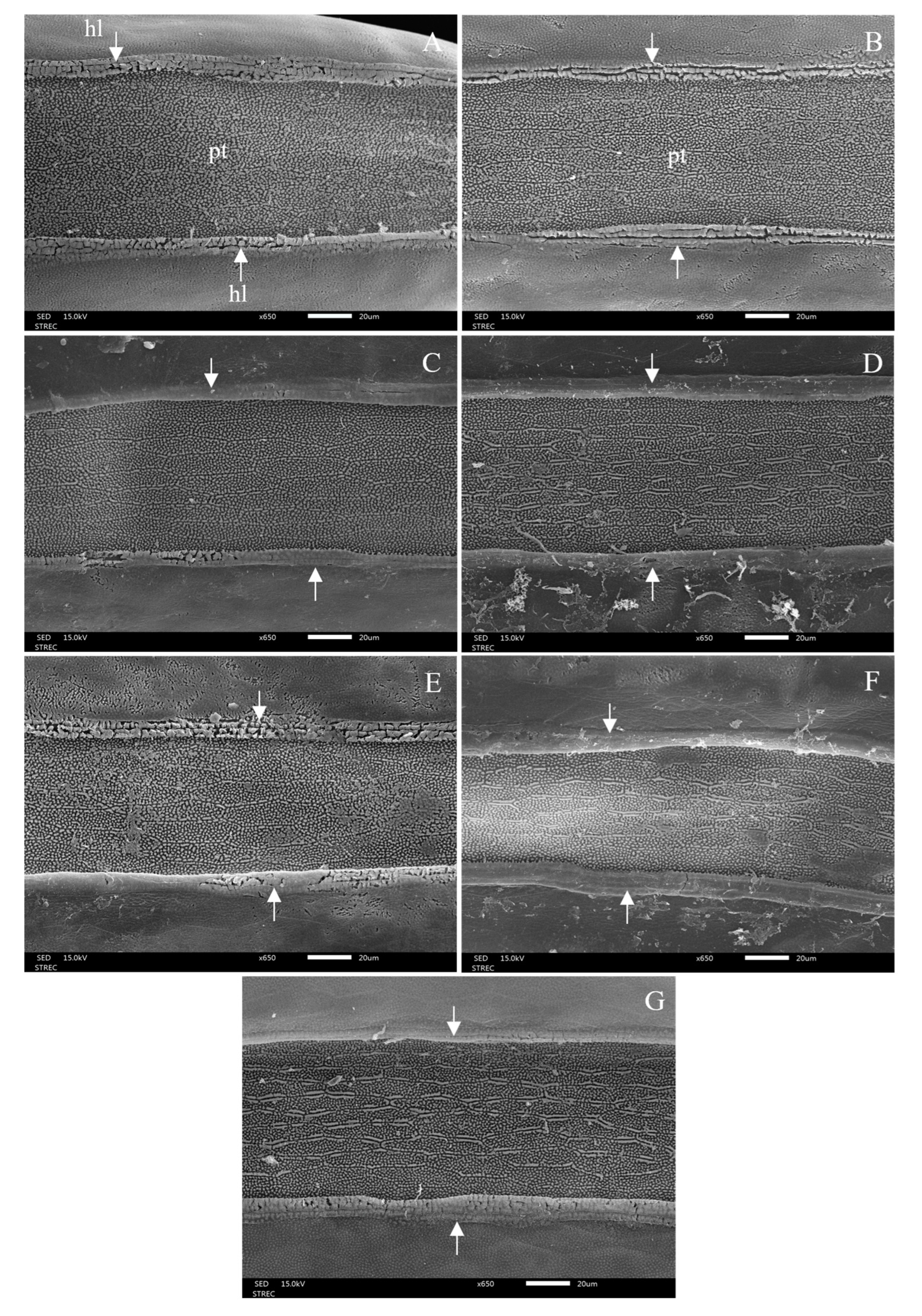 Insects 15 00481 g009 Insects 15 00481 g009