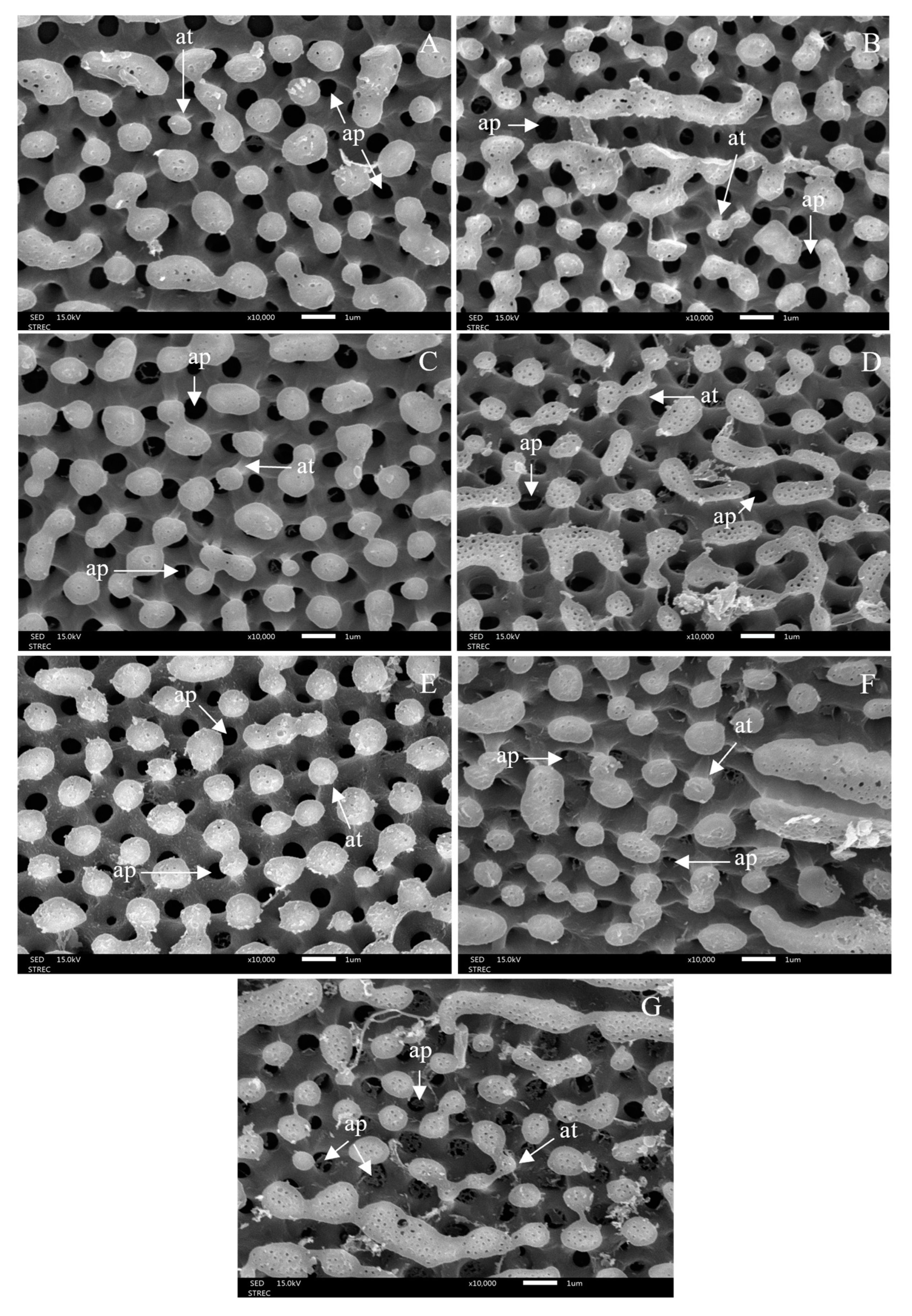 Insects 15 00481 g010 Insects 15 00481 g010