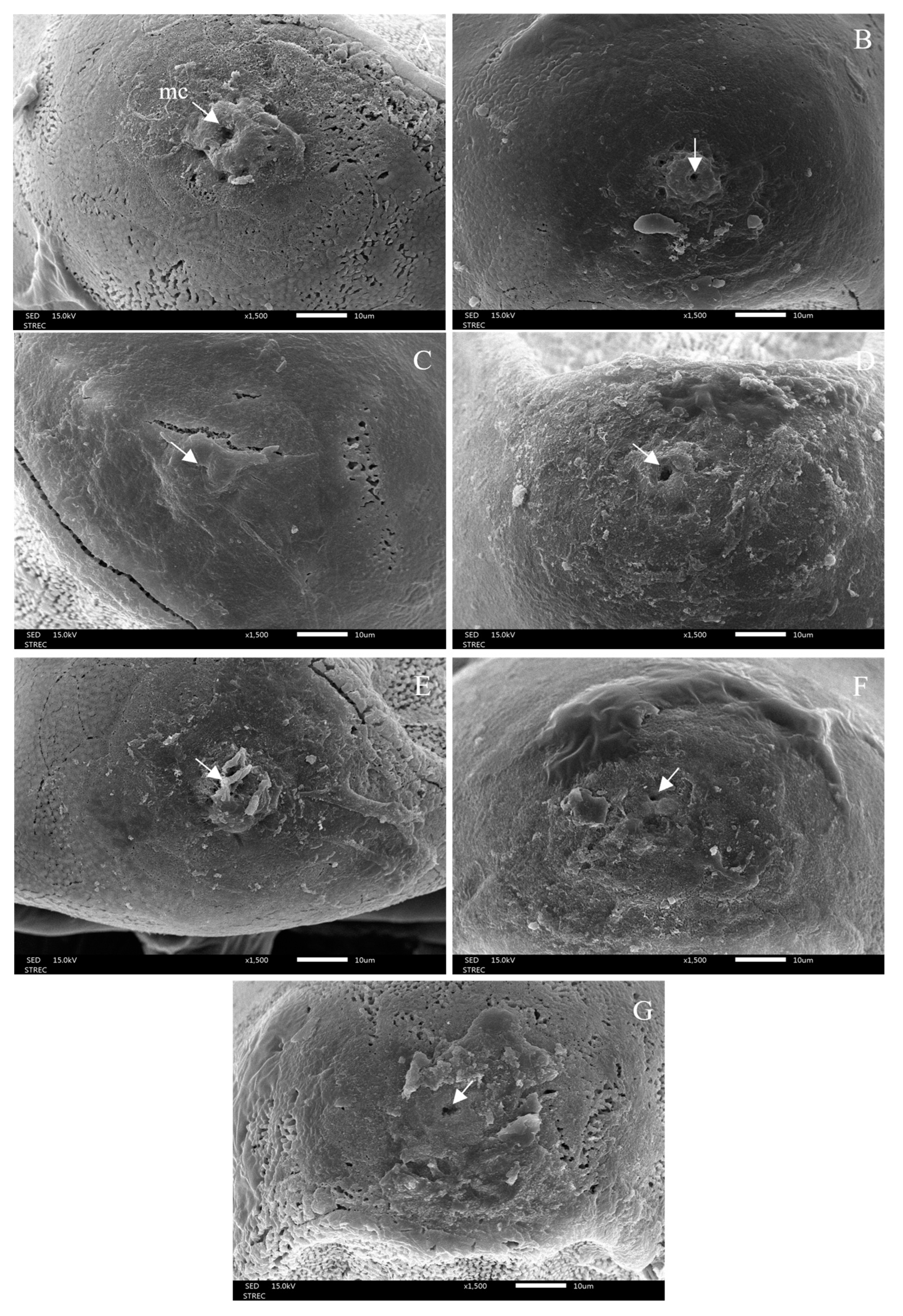 Insects 15 00481 g011 Insects 15 00481 g011