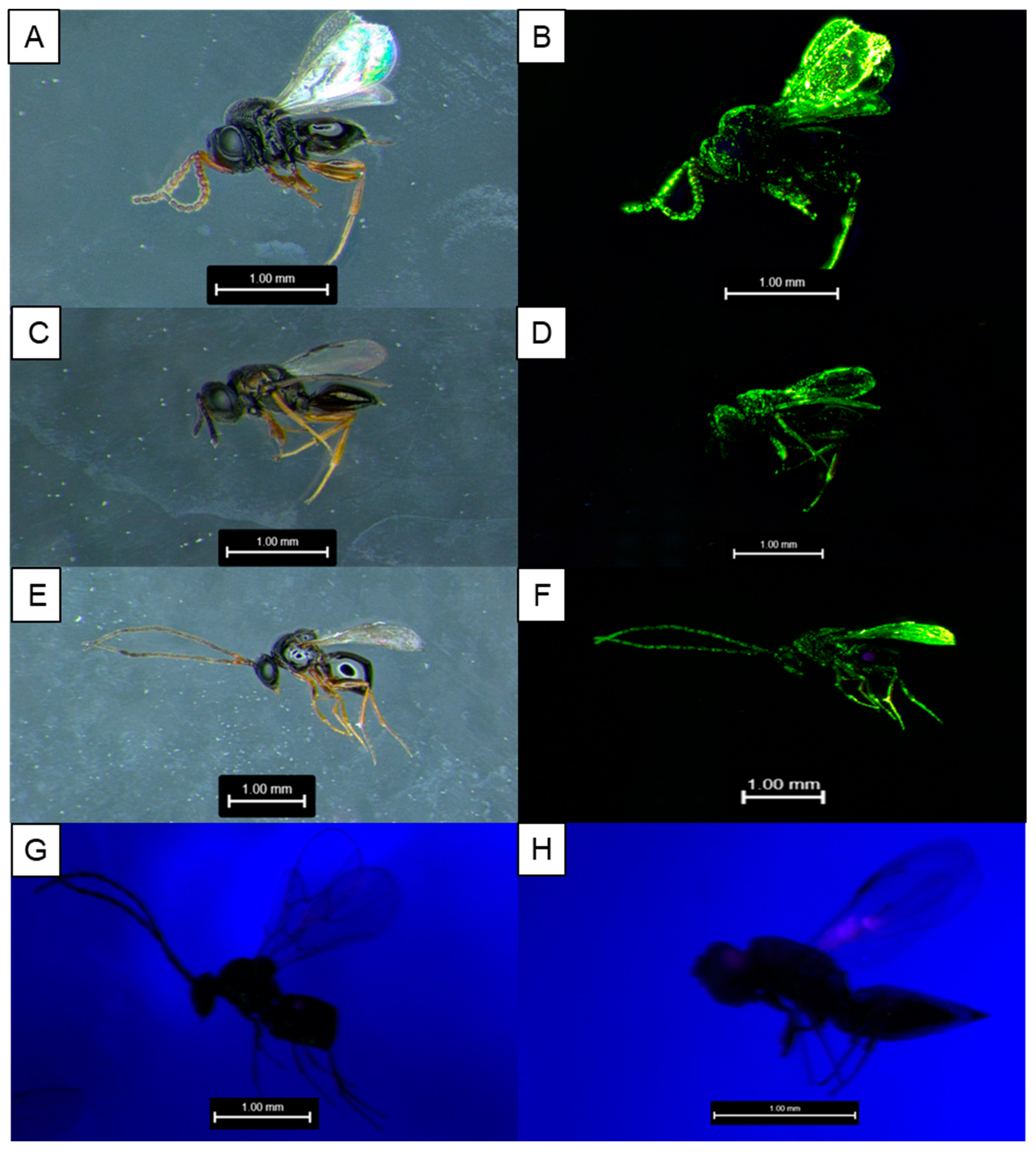 Insects 15 00487 g001 Insects 15 00487 g001