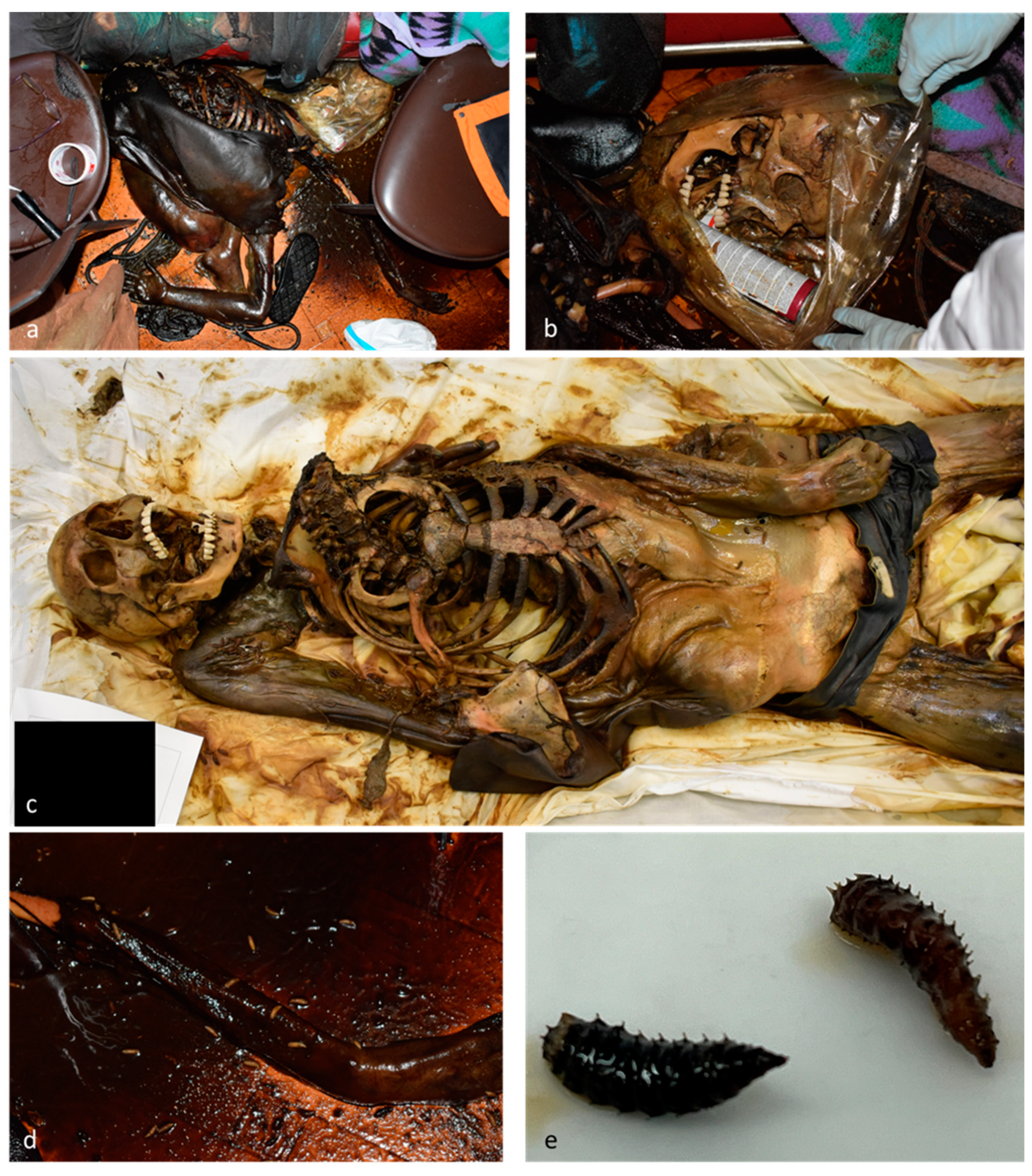 Insects 15 00500 g001