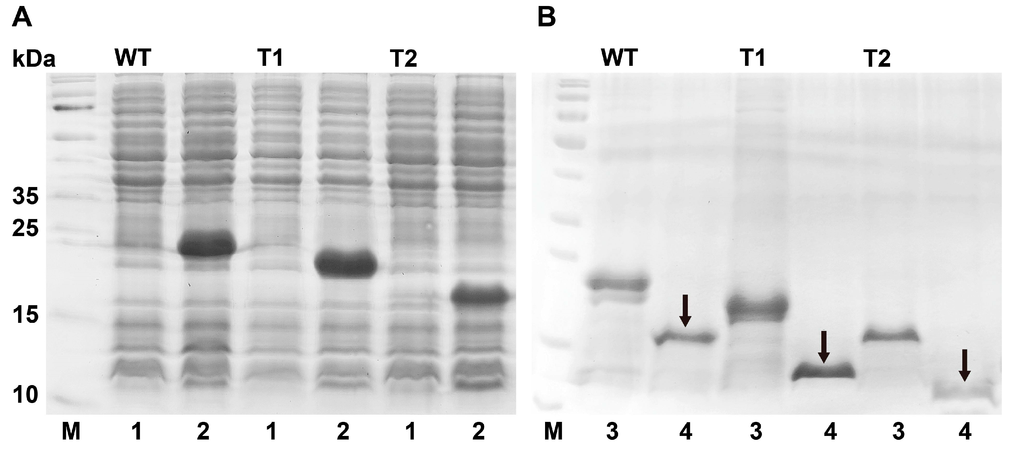 Insects 15 00501 g003 Insects 15 00501 g003