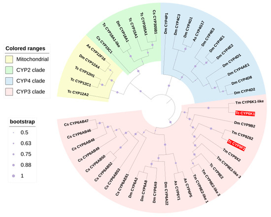 The Role of TcCYP6K1 and TcCYP9F2 Influences Trehalose