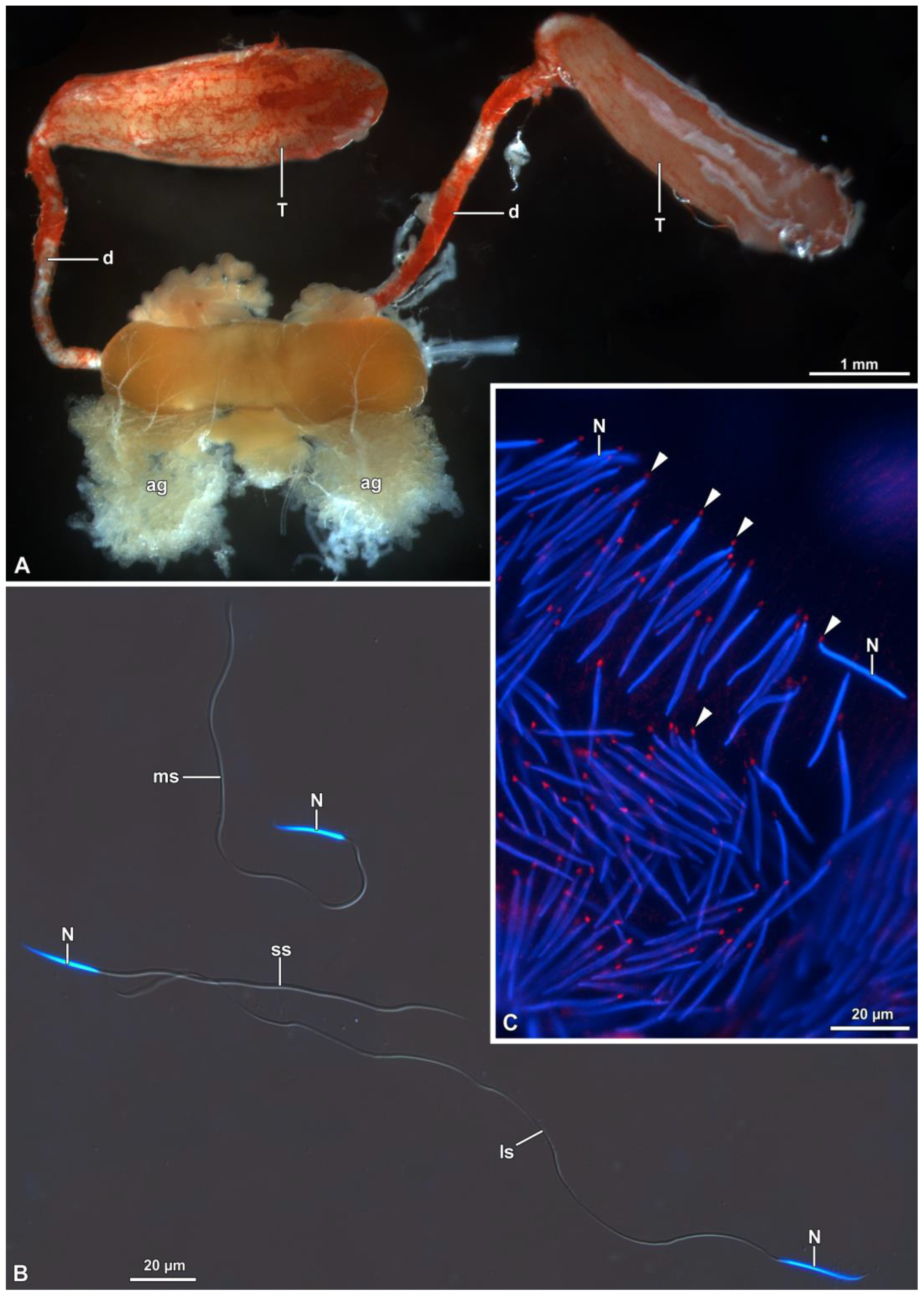 Insects 15 00505 g001