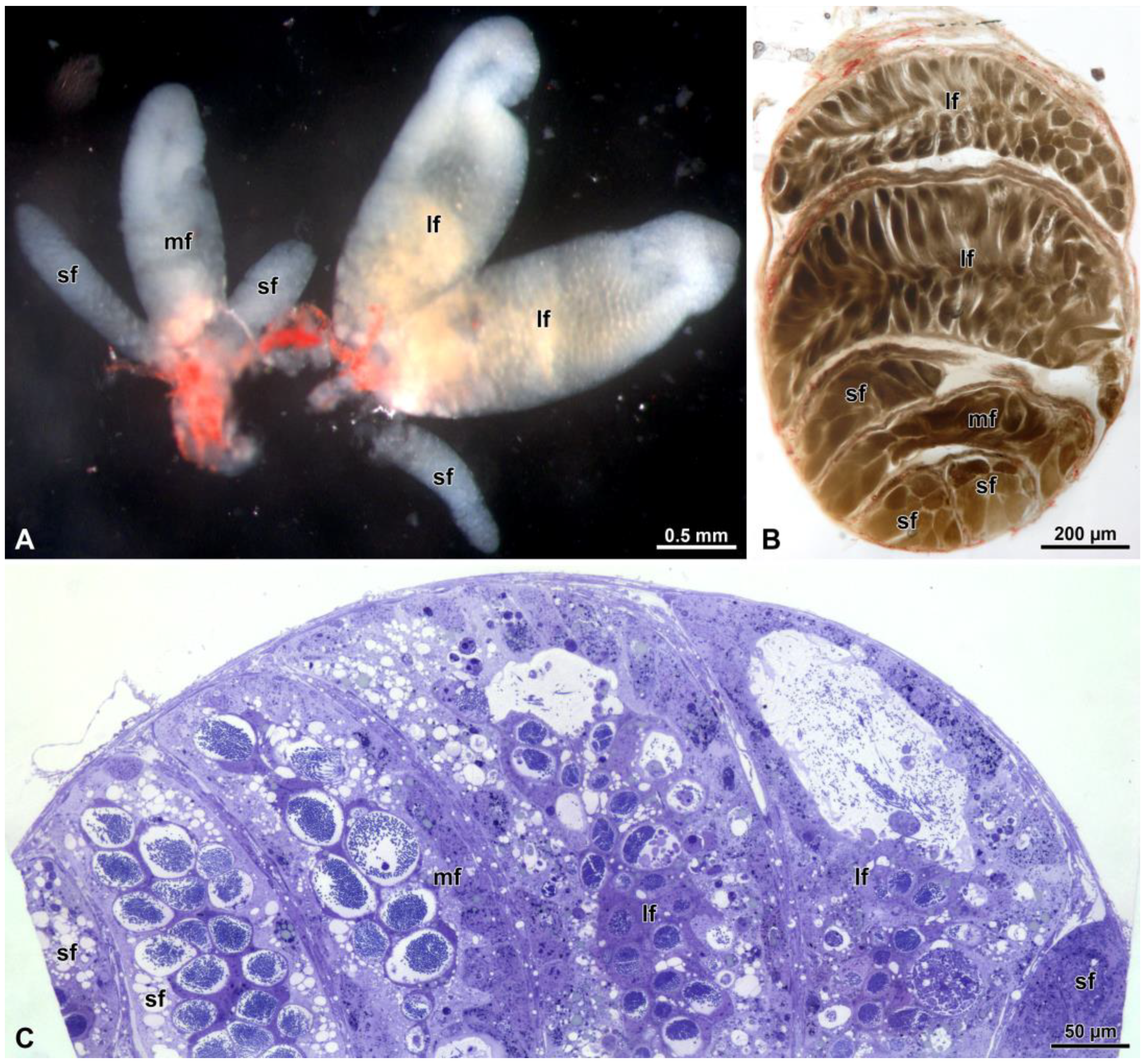 Insects 15 00505 g002