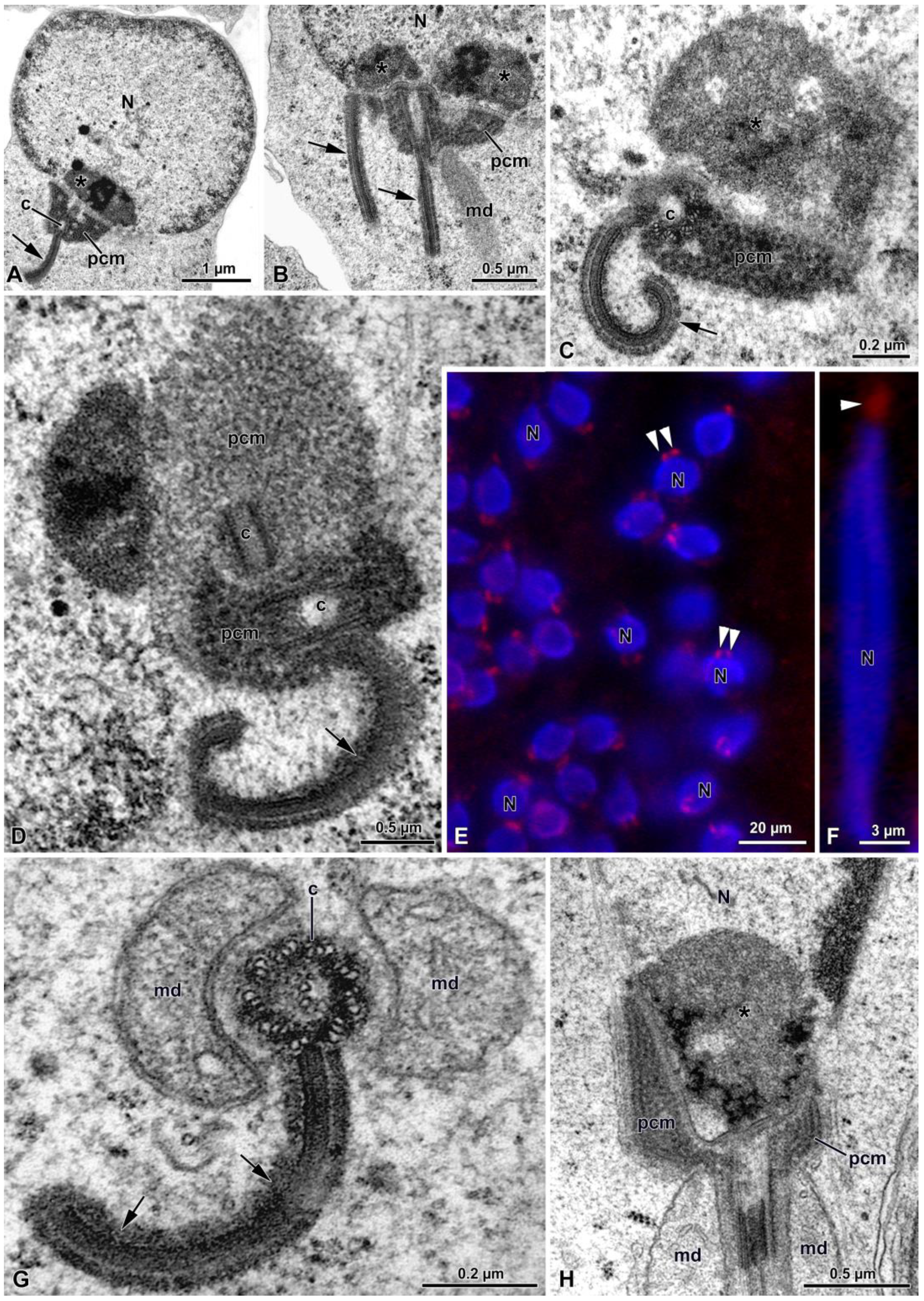 Insects 15 00505 g005