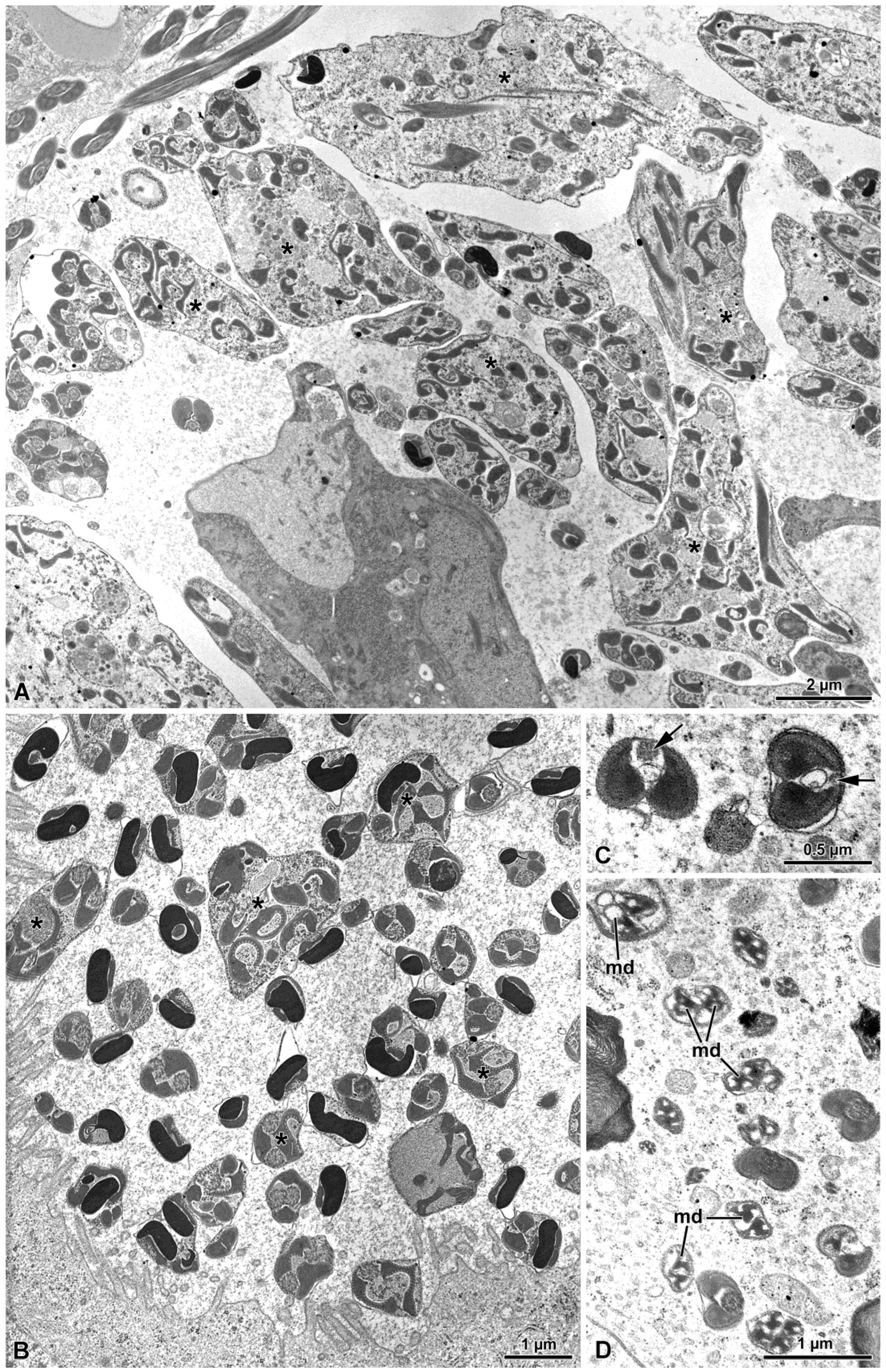 Insects 15 00505 g008