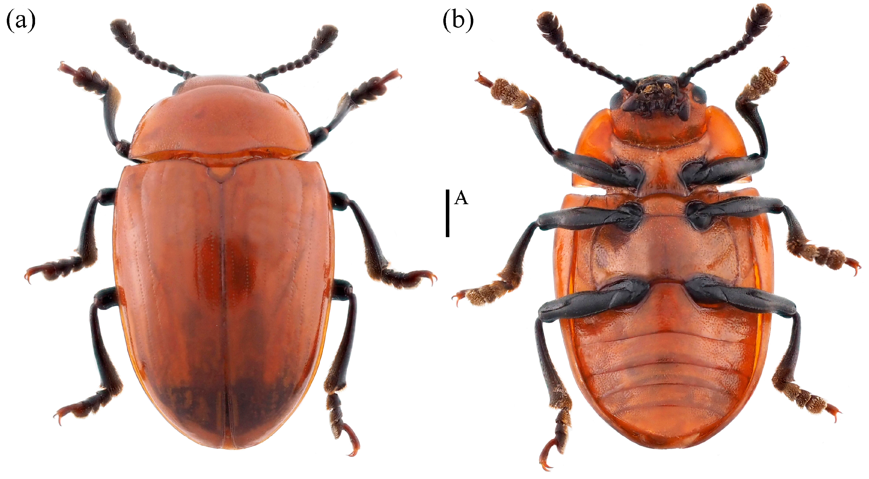 Insects 15 00508 g010