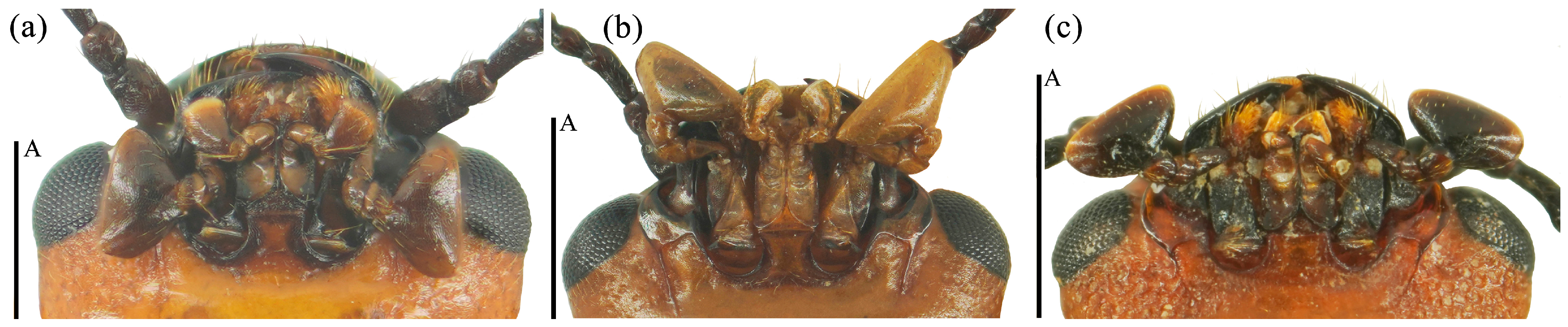 Insects 15 00508 g012