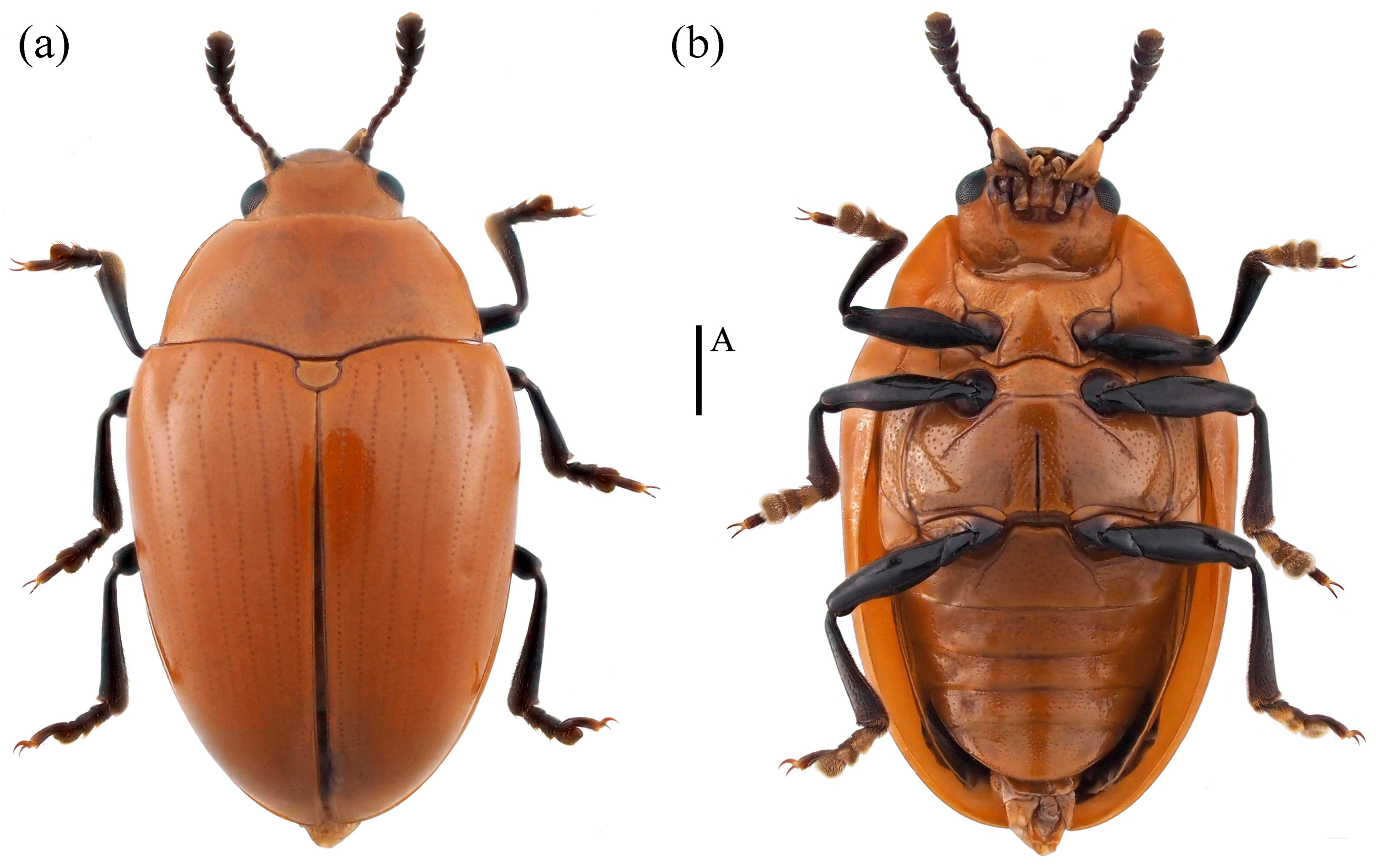 Insects 15 00508 g015