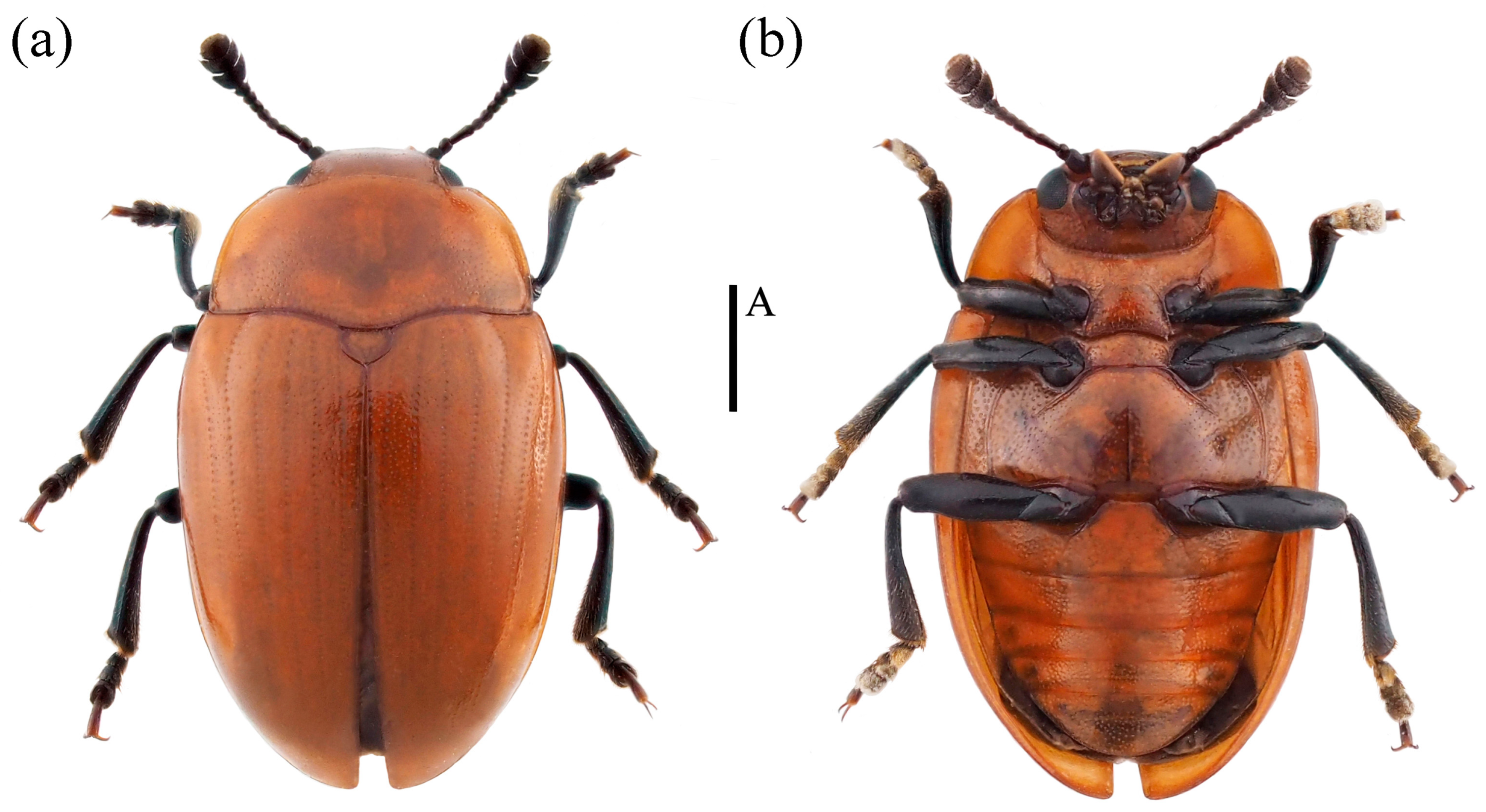 Insects 15 00508 g016