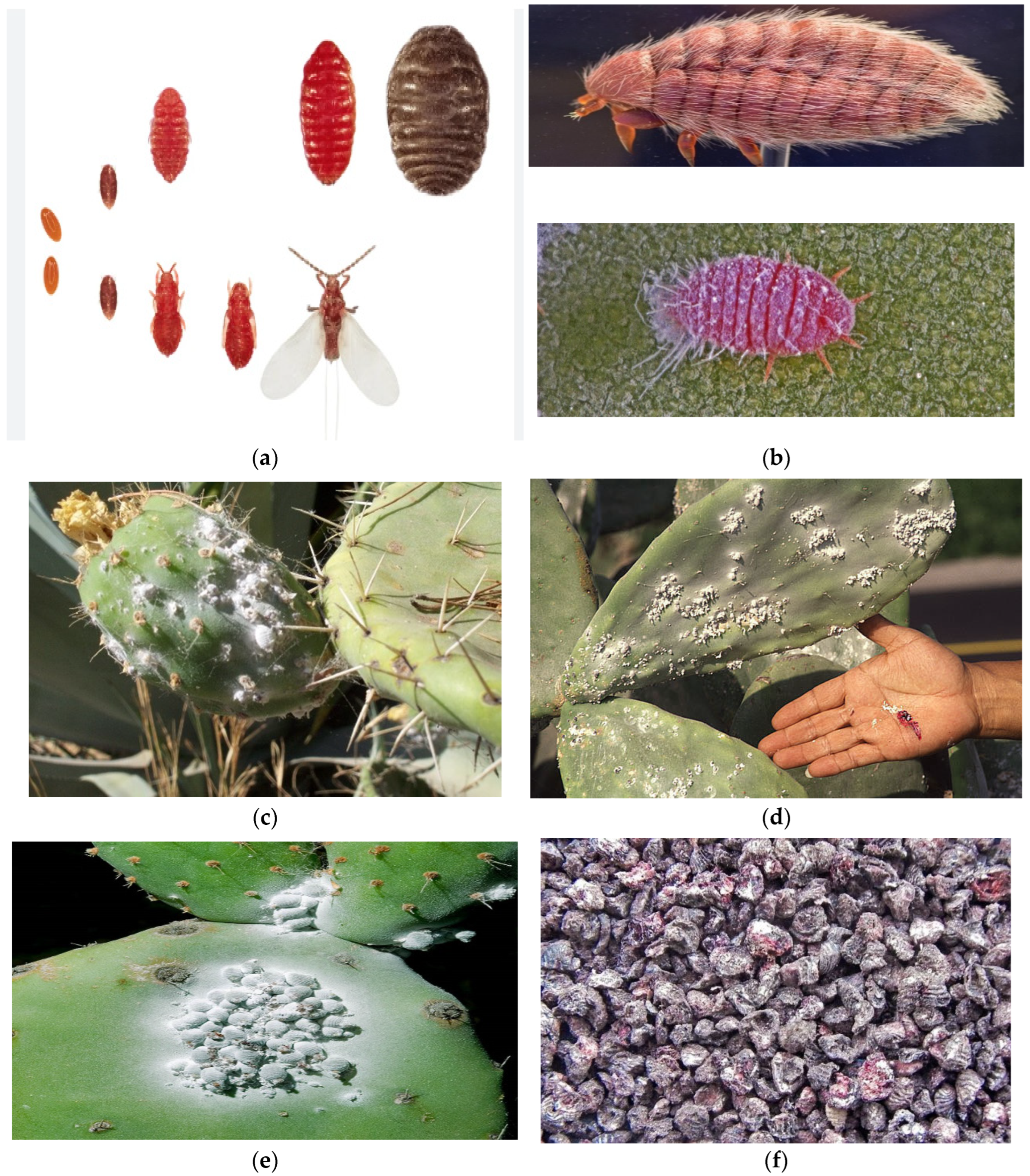 Insects 15 00519 g001