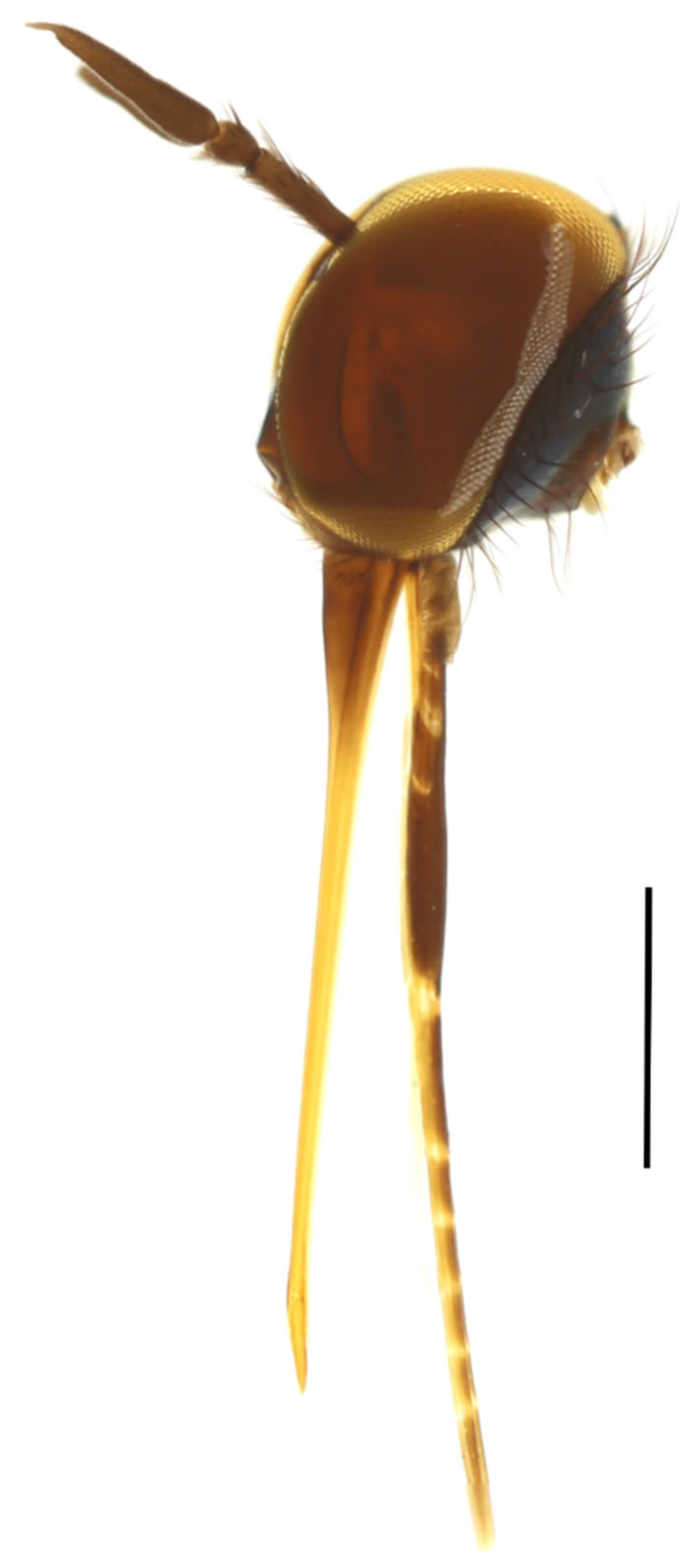 Insects 15 00524 g001