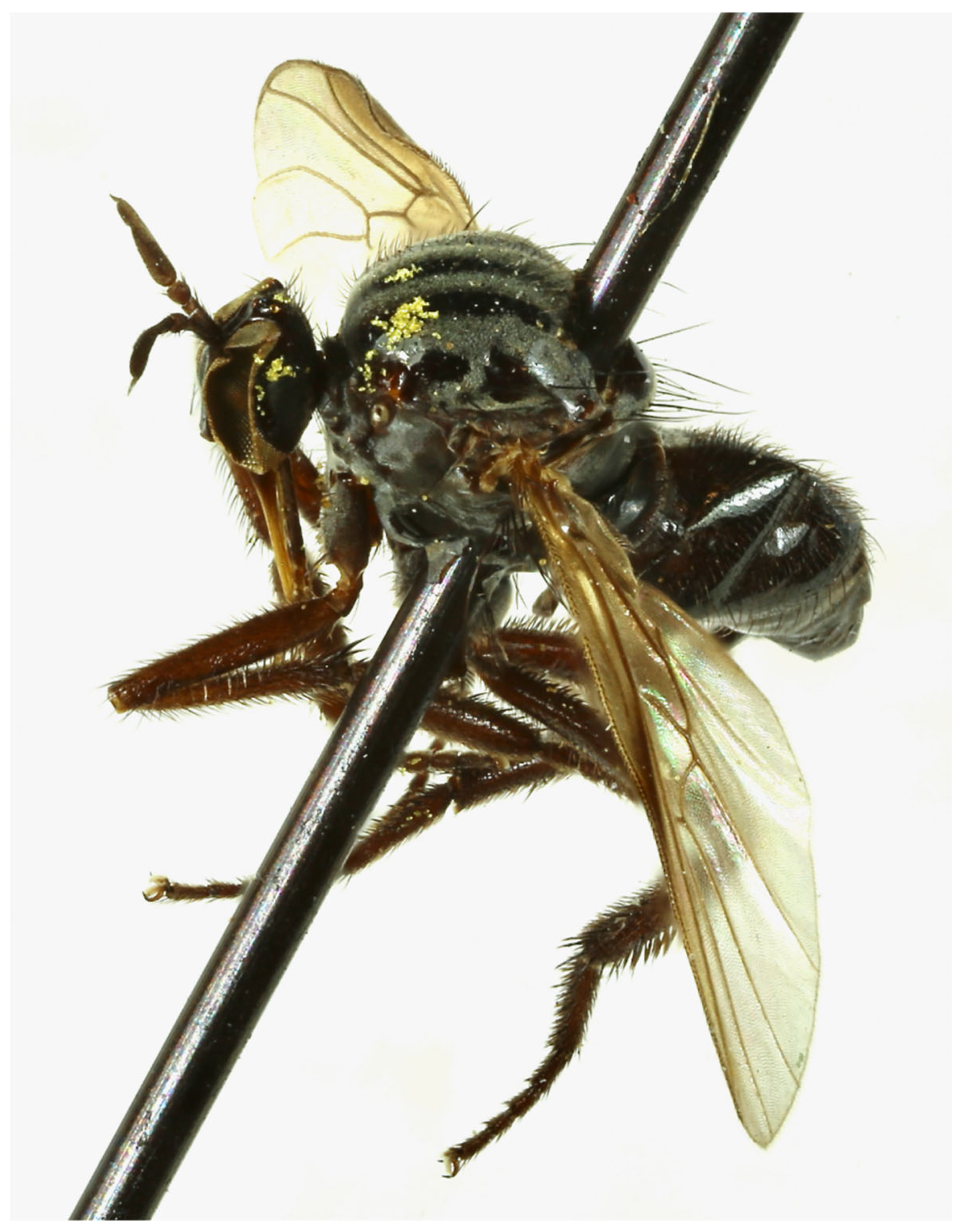 Insects 15 00524 g002