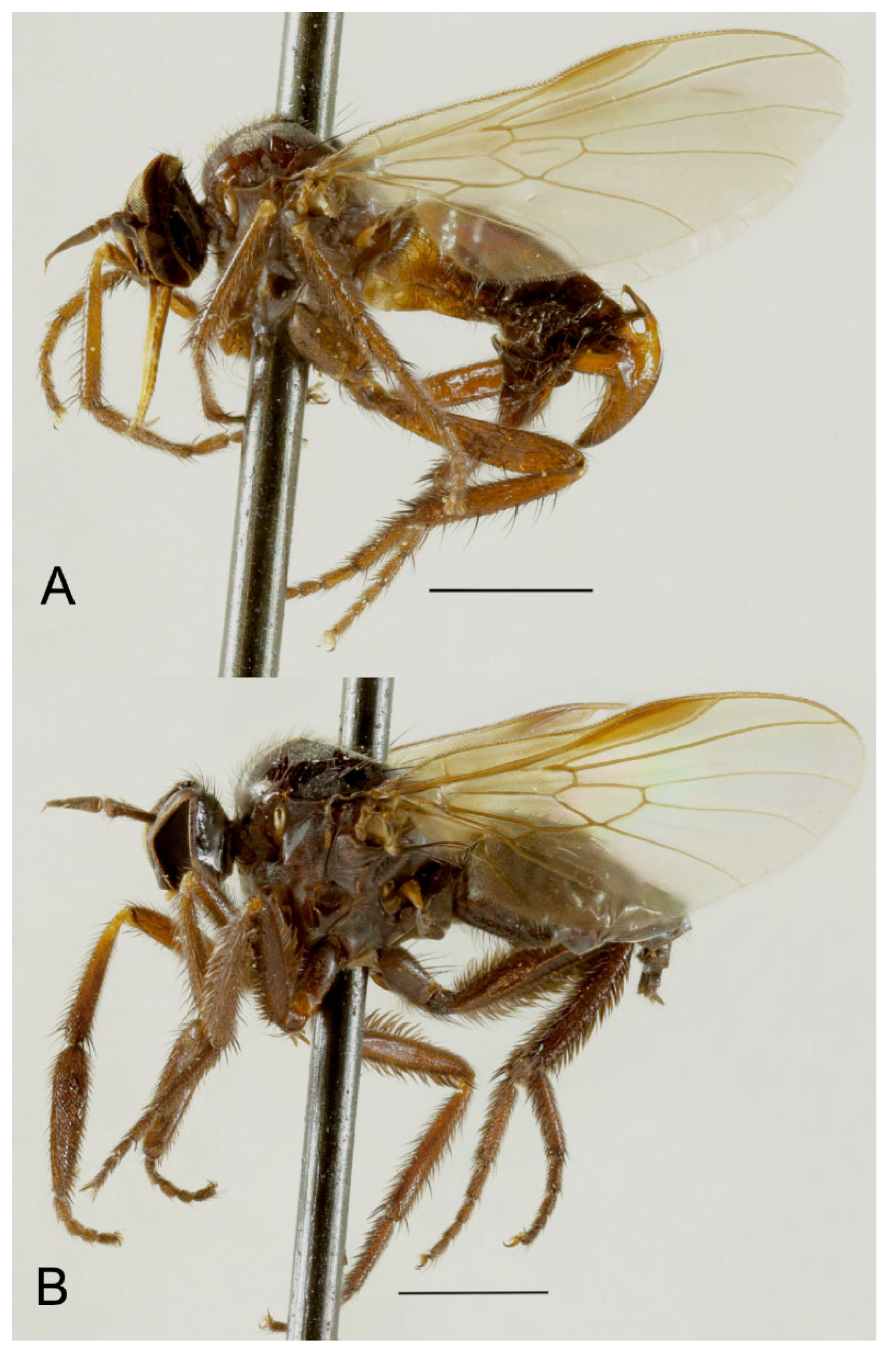 Insects 15 00524 g003