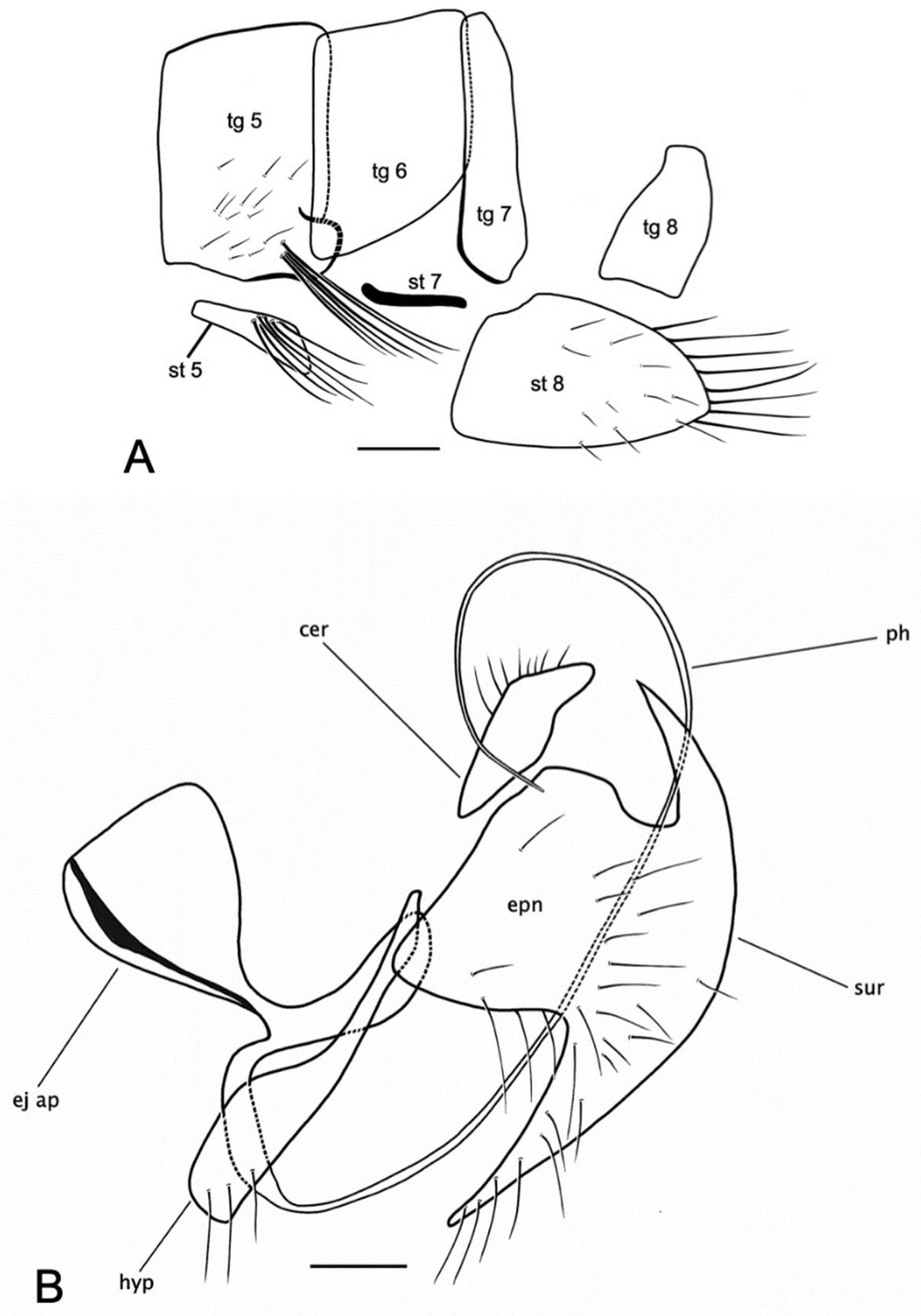Insects 15 00524 g004