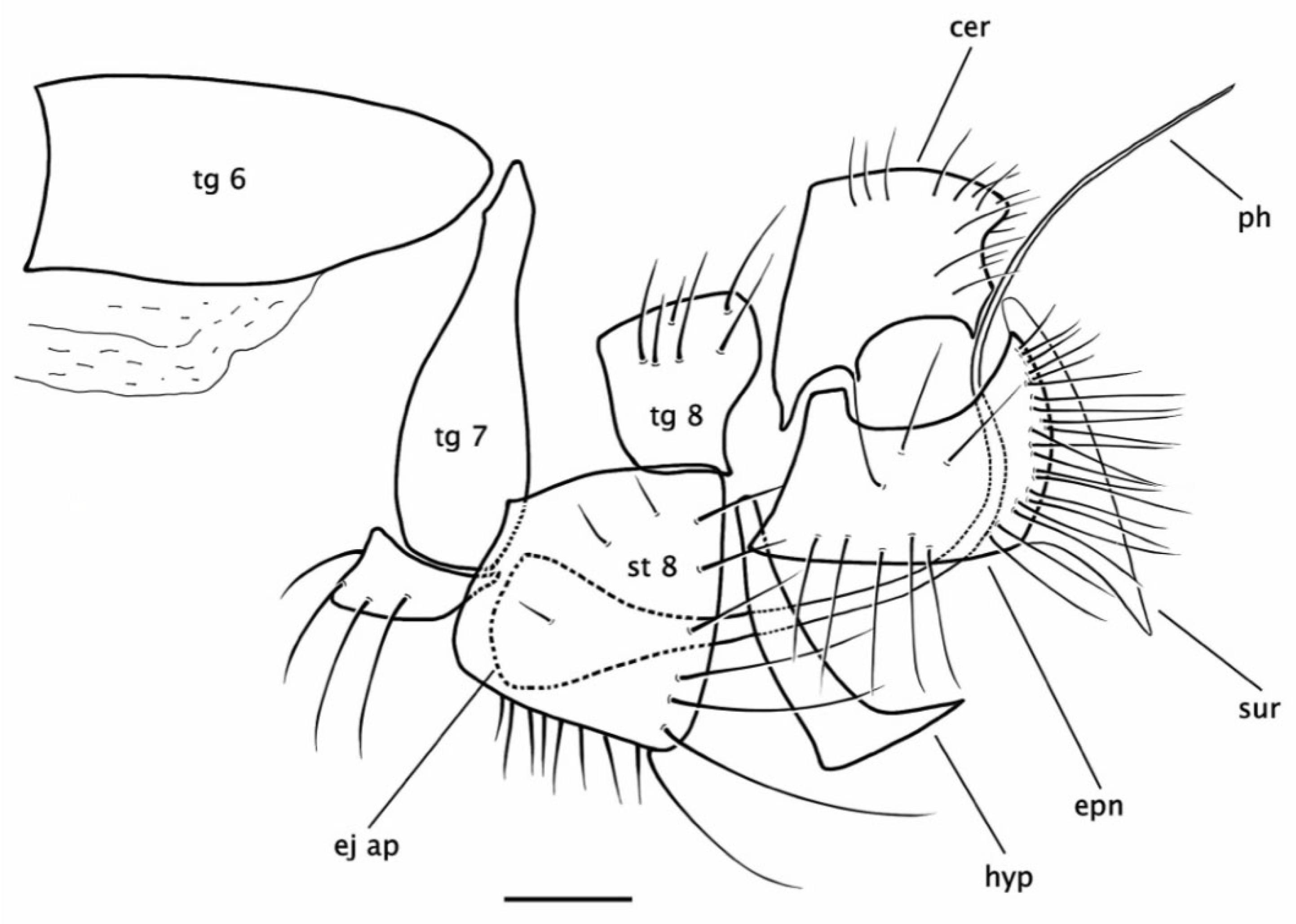 Insects 15 00524 g007