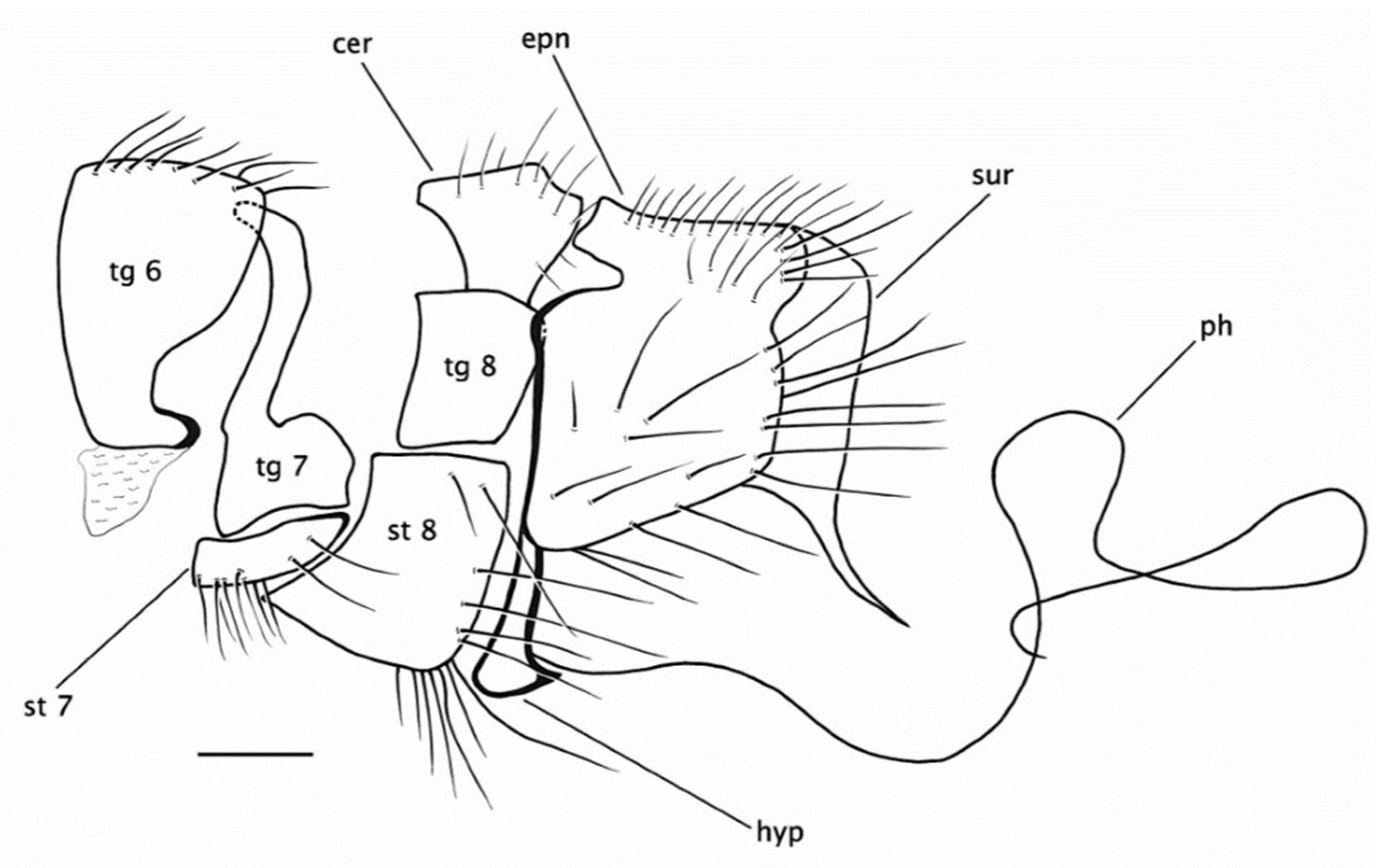 Insects 15 00524 g008