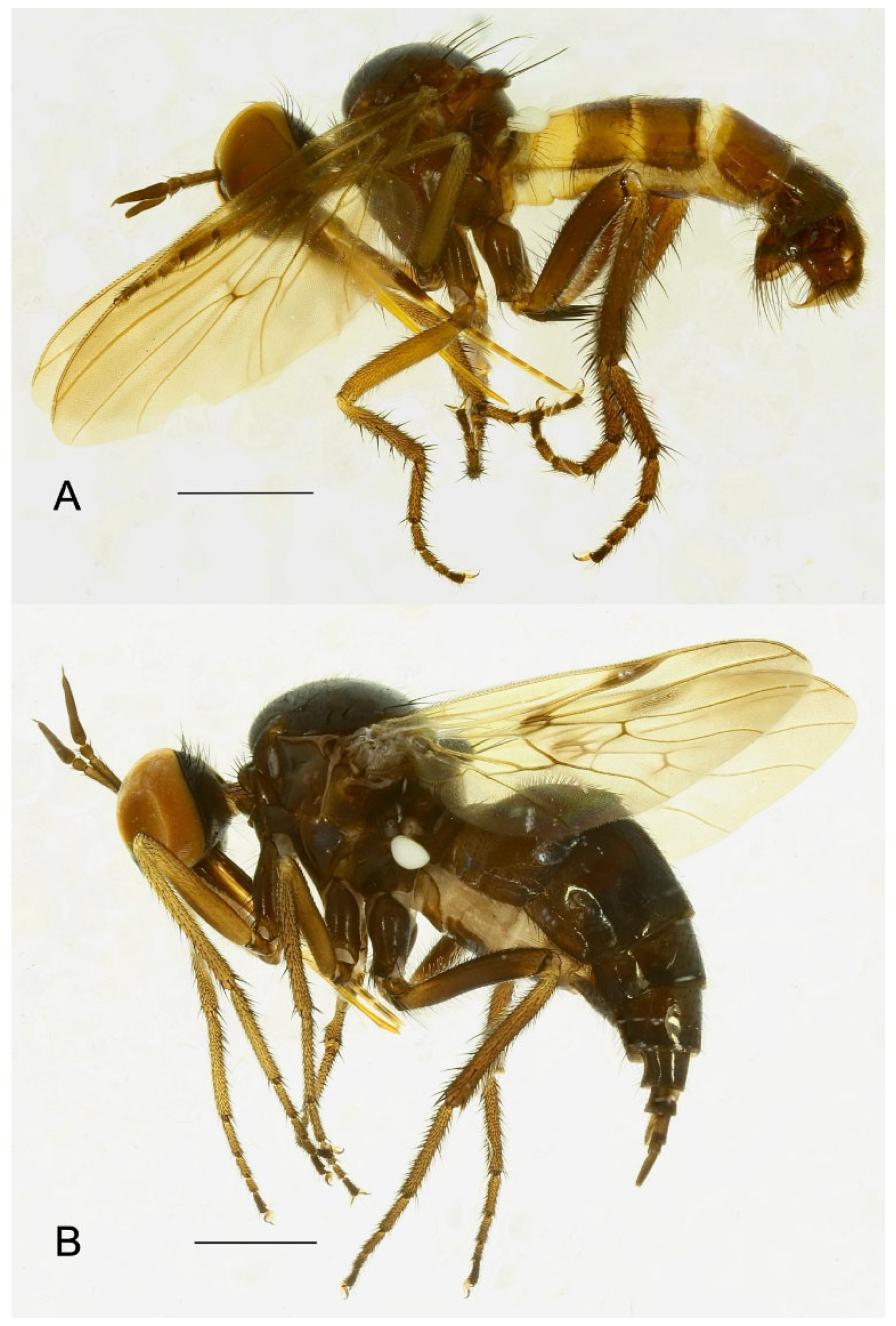 Insects 15 00524 g010