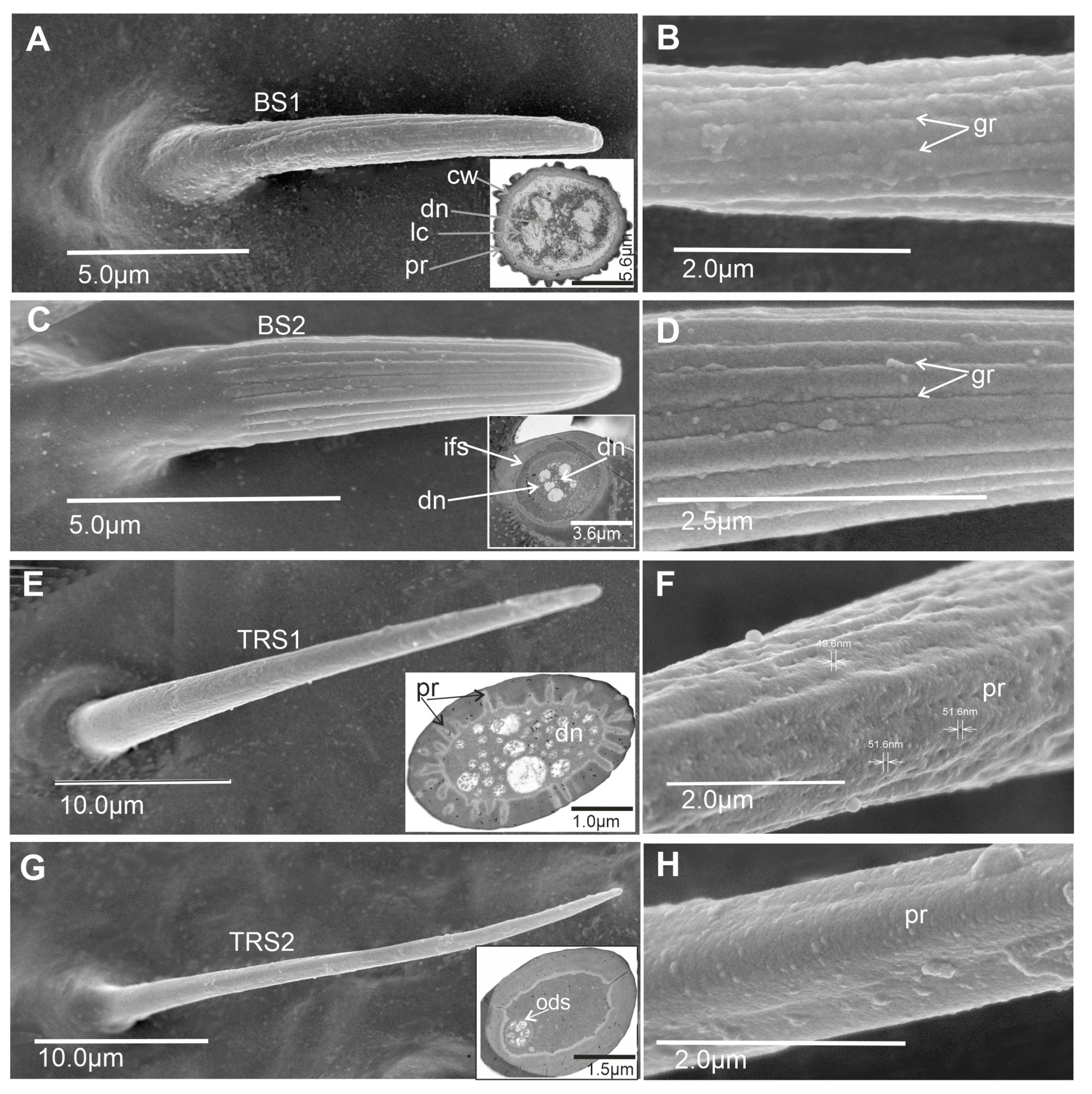Insects 15 00528 g002