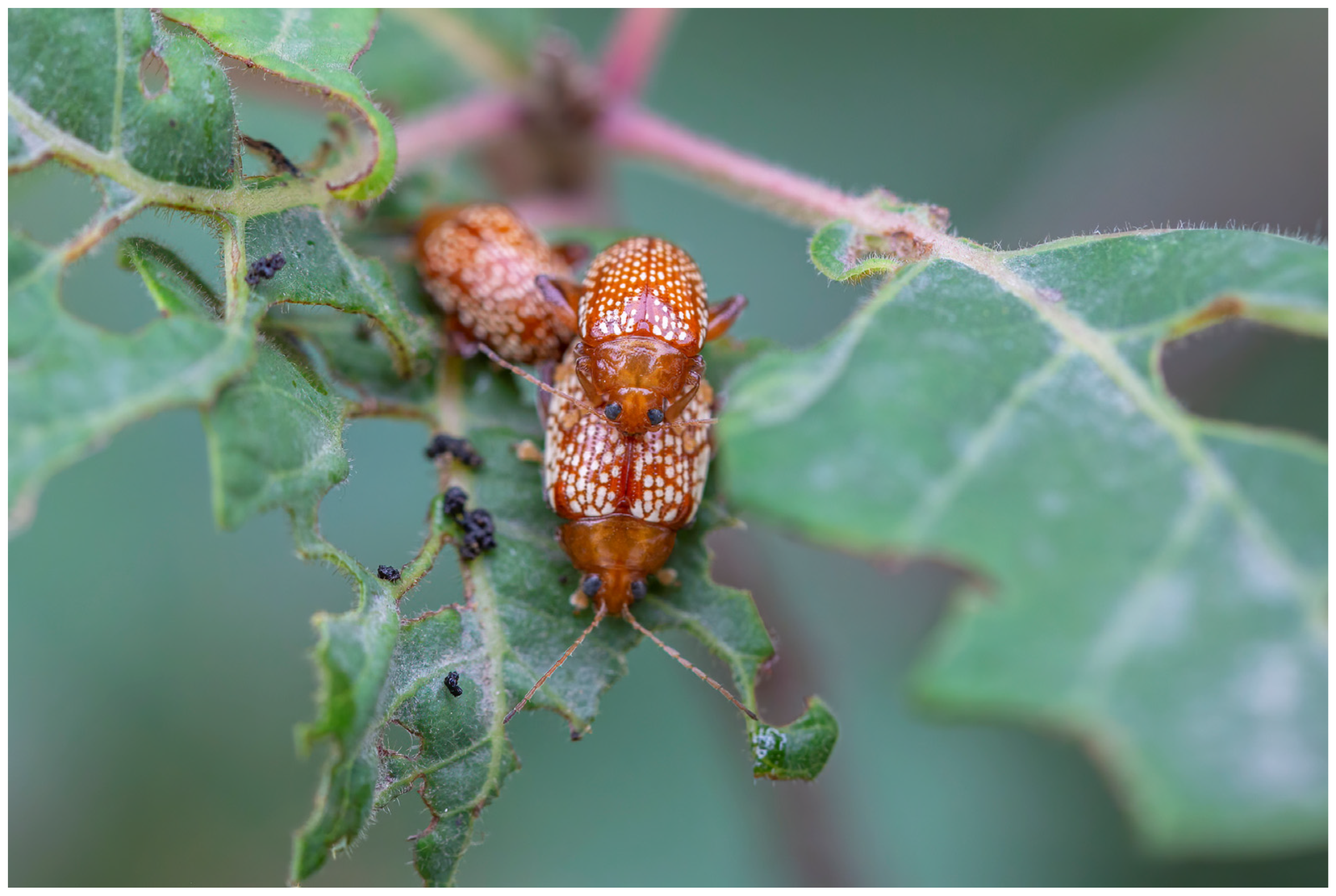 Insects 15 00532 g001 Insects 15 00532 g001