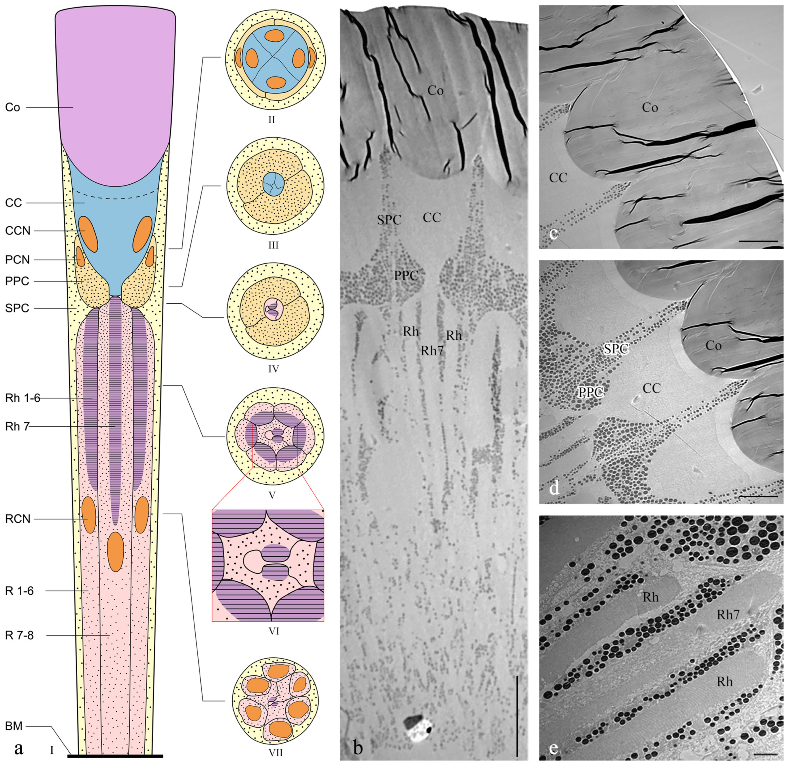Insects 15 00532 g004 Insects 15 00532 g004