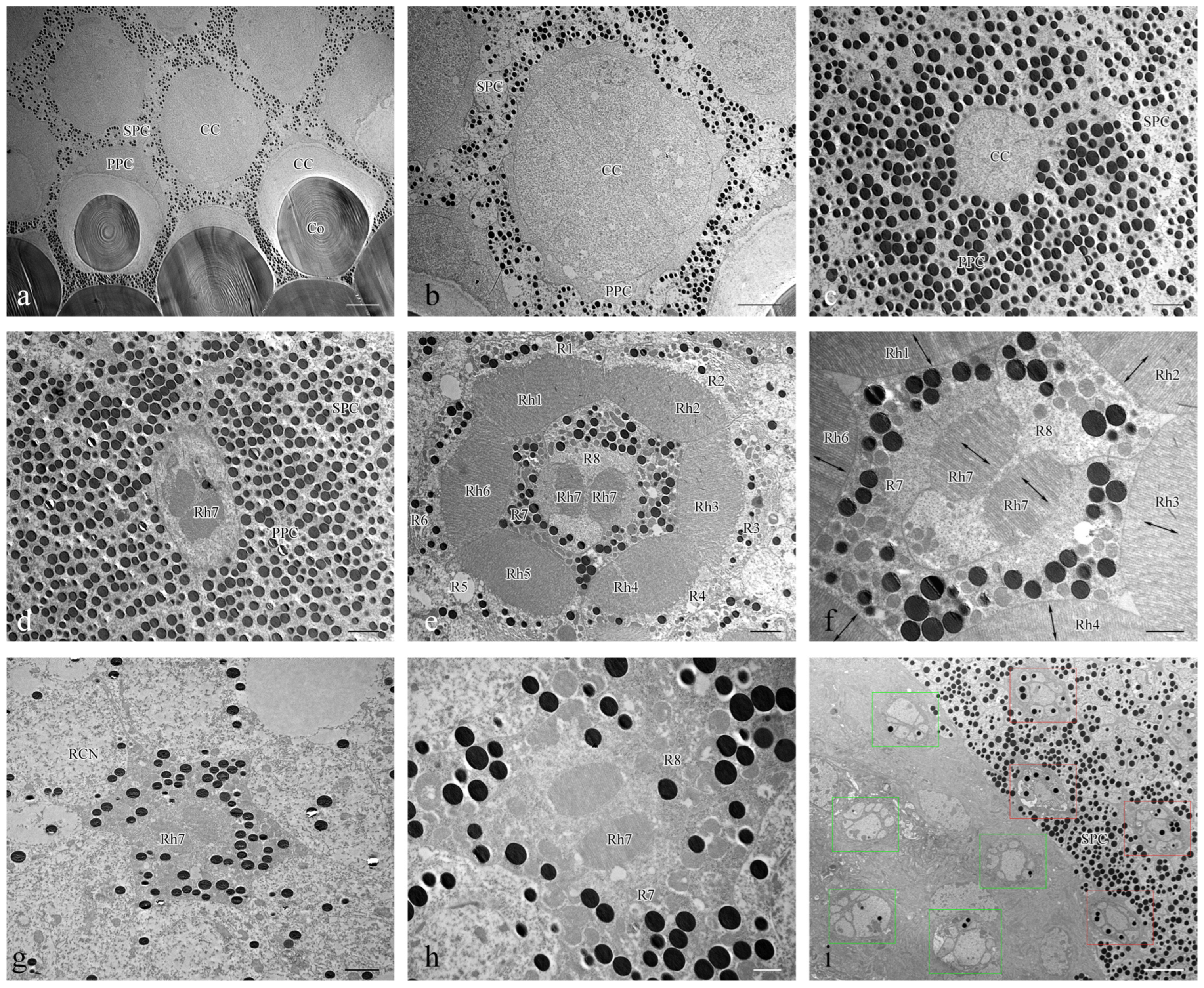 Insects 15 00532 g005 Insects 15 00532 g005