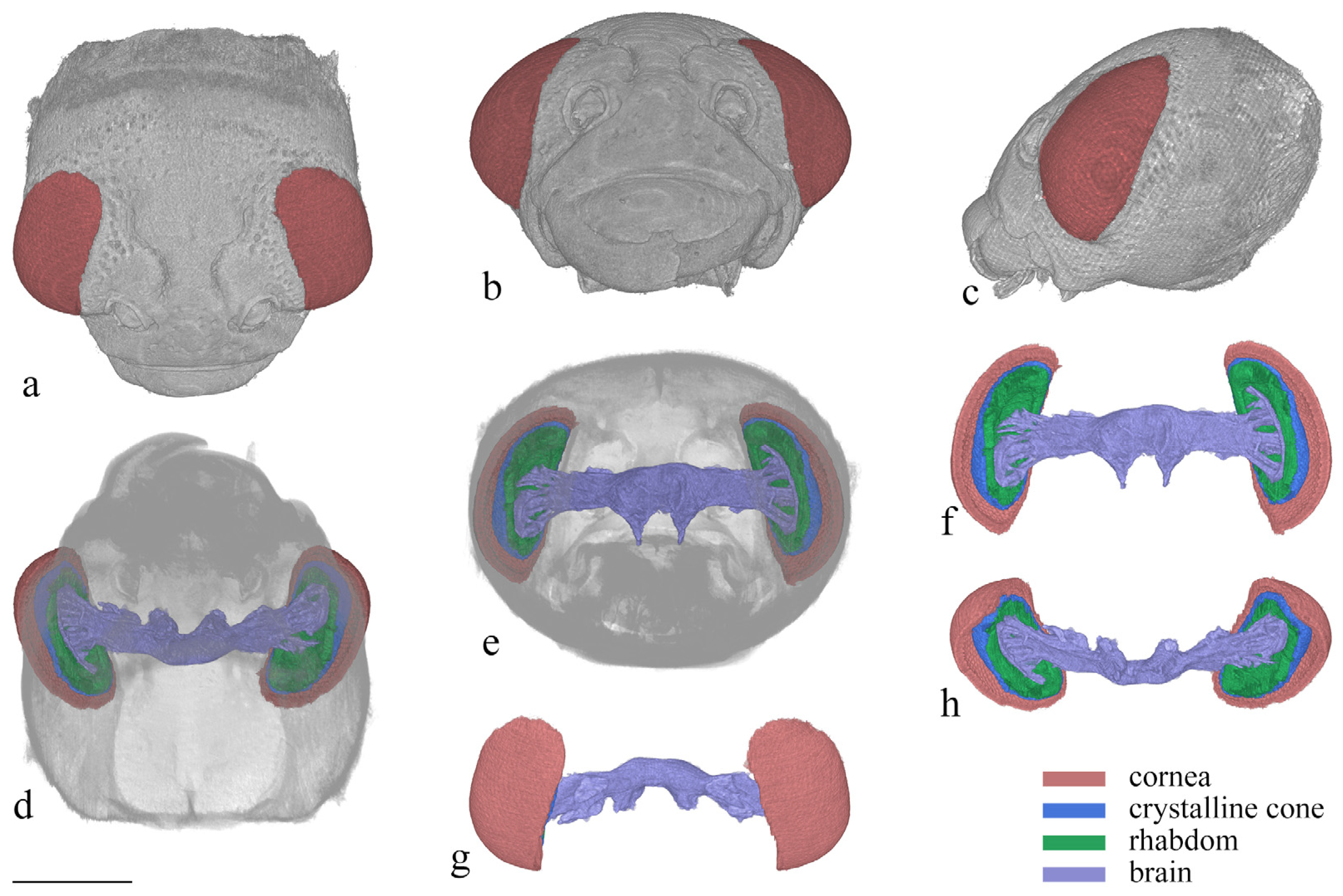 Insects 15 00532 g006 Insects 15 00532 g006