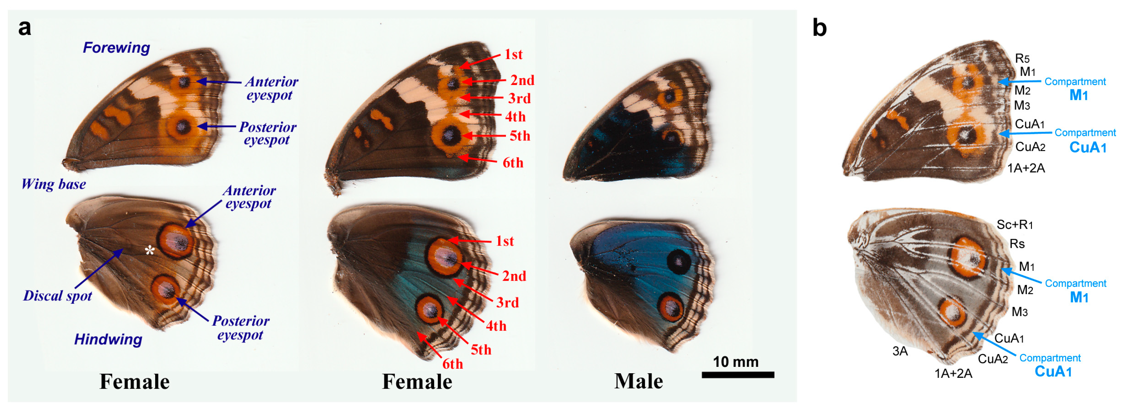 Socket Array Irregularities and Wing Membrane Distortions at the 