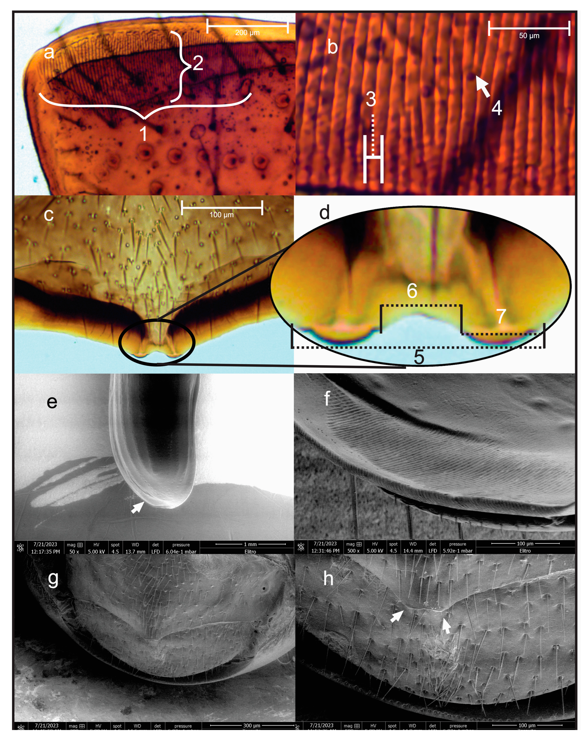 Insects 15 00542 g001