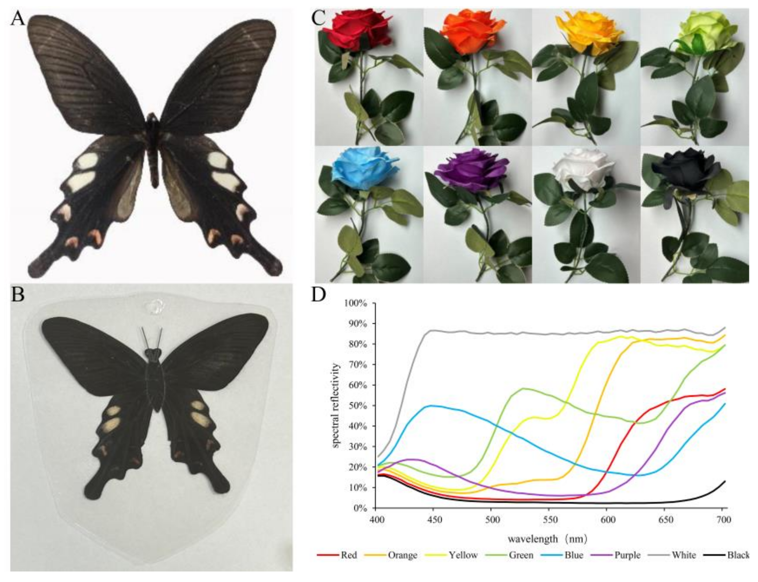 Insects 15 00548 g001