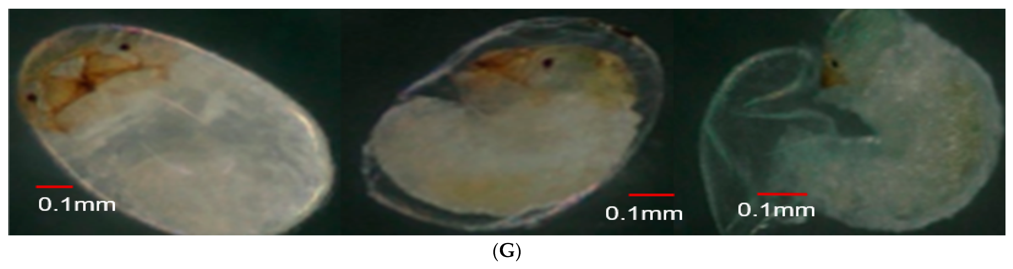 Insects 15 00562 g004c Insects 15 00562 g004c