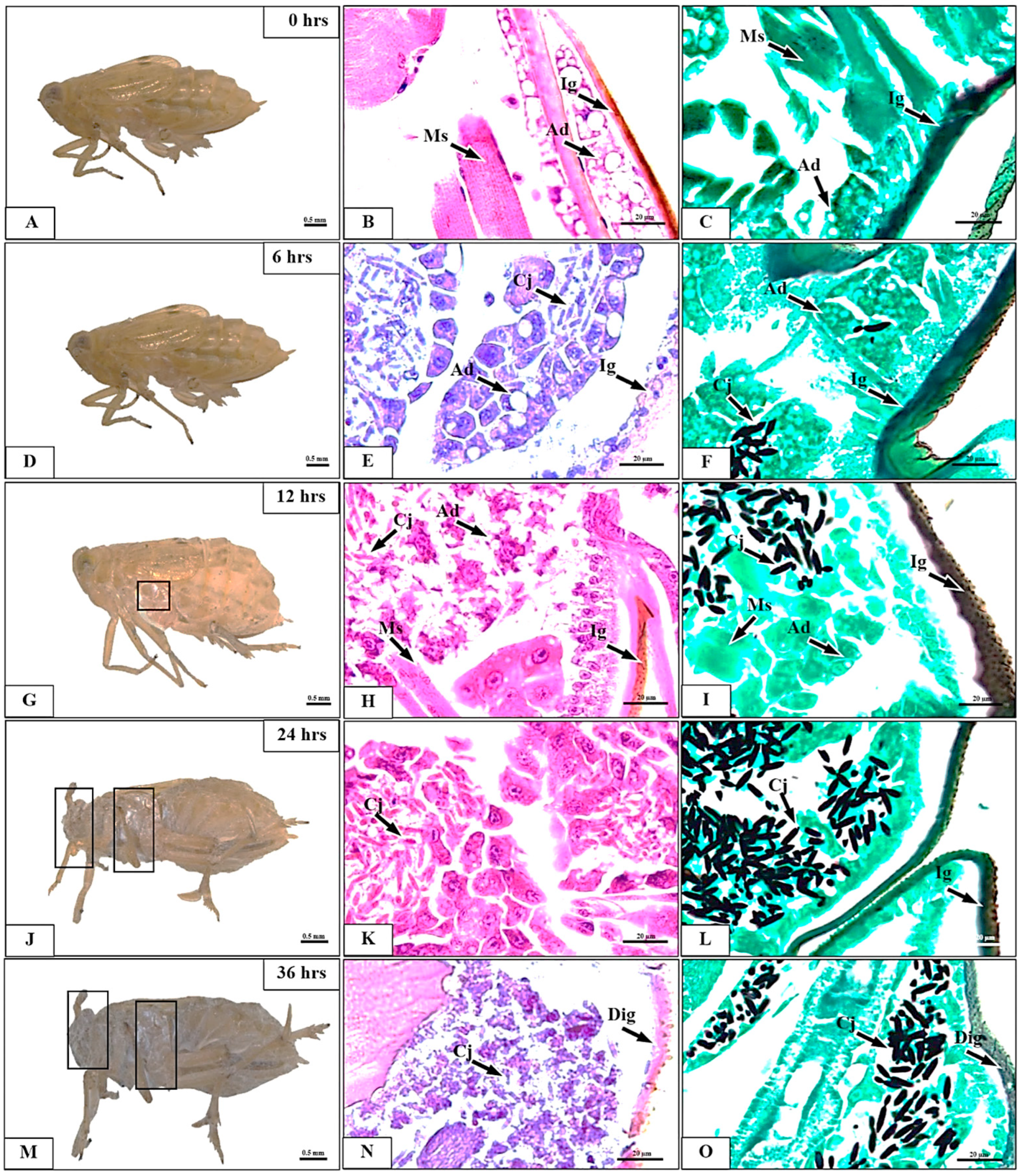 Insects 15 00565 g004 Insects 15 00565 g004