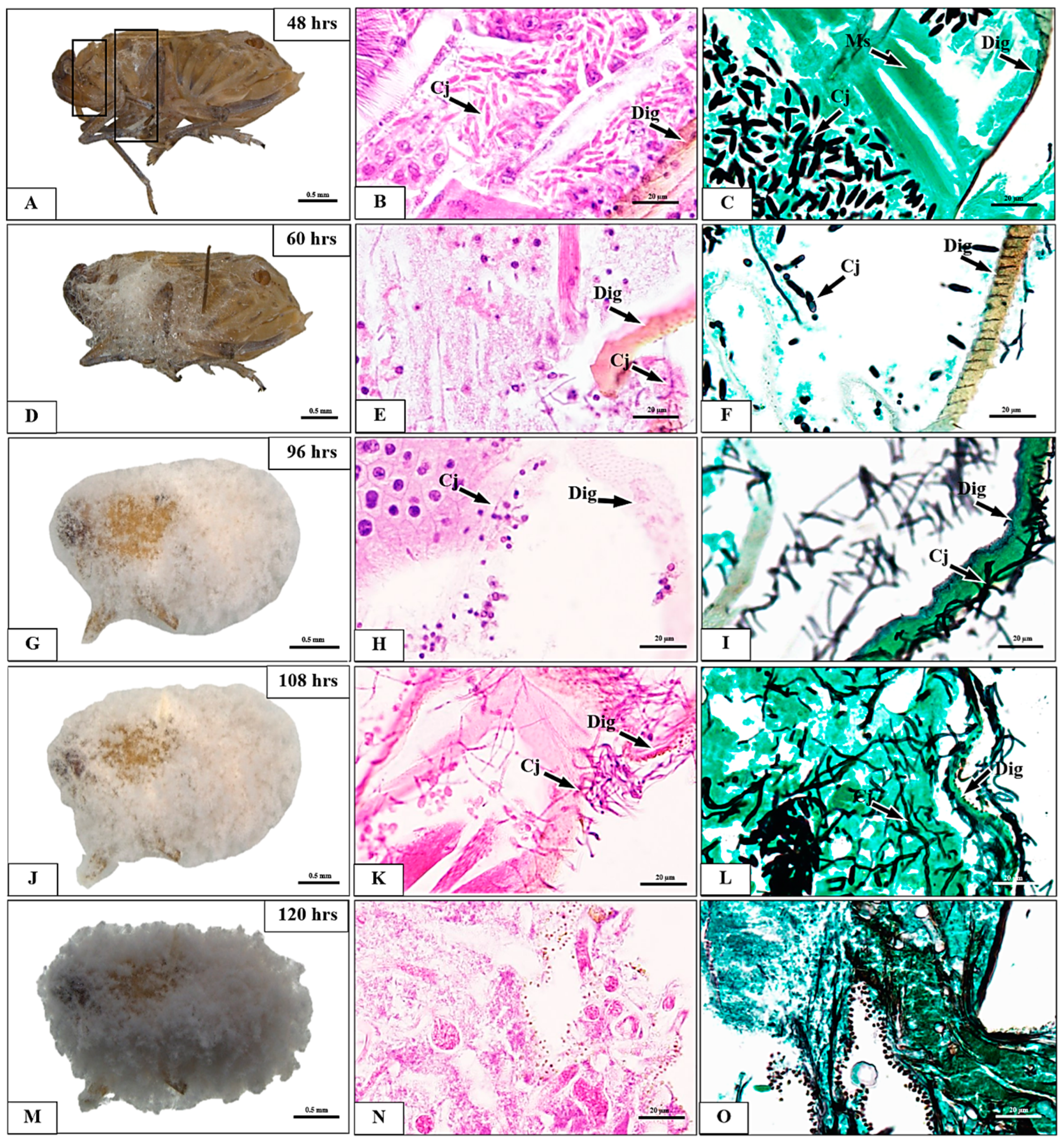 Insects 15 00565 g005 Insects 15 00565 g005