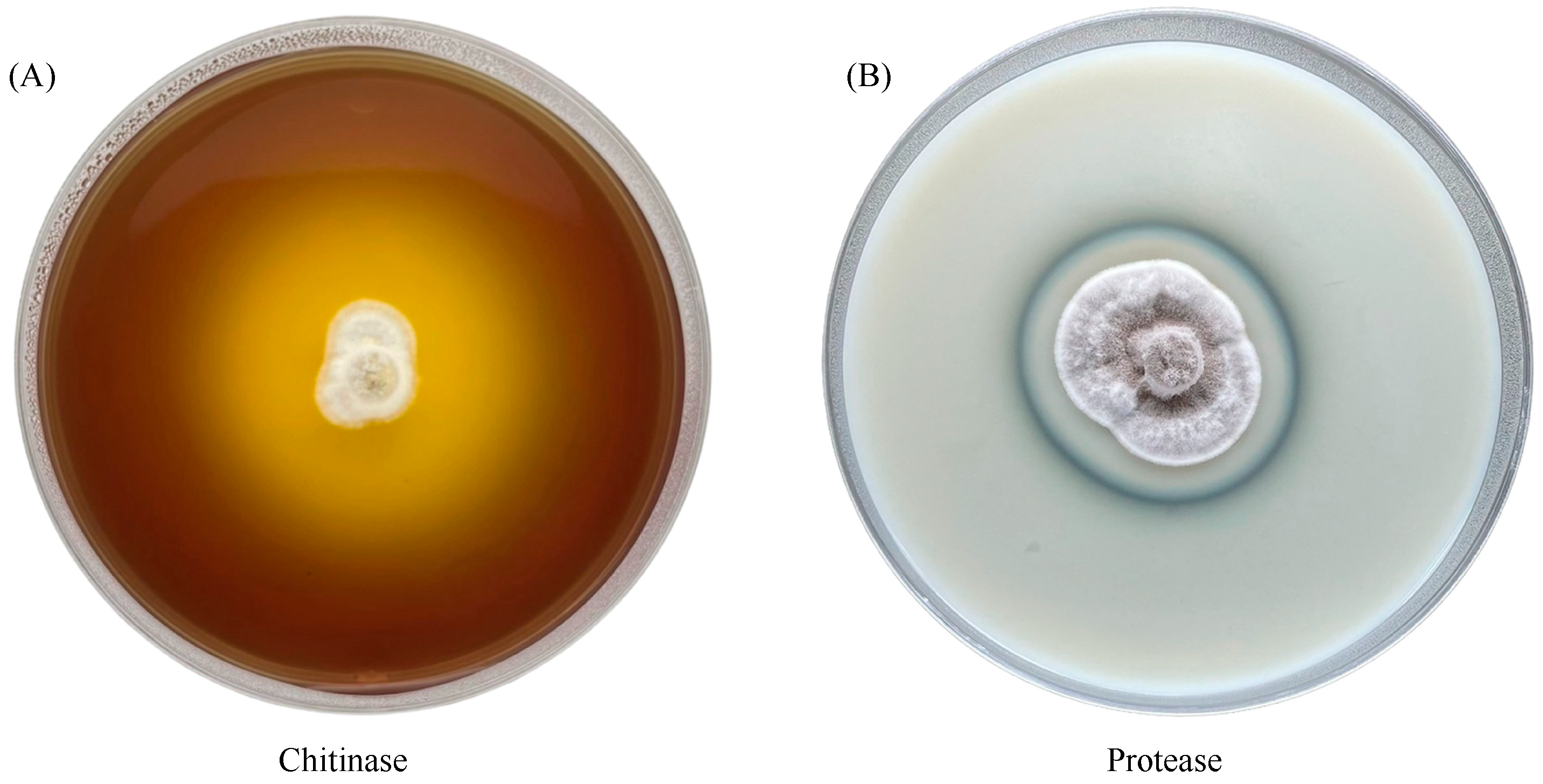 Insects 15 00565 g007 Insects 15 00565 g007