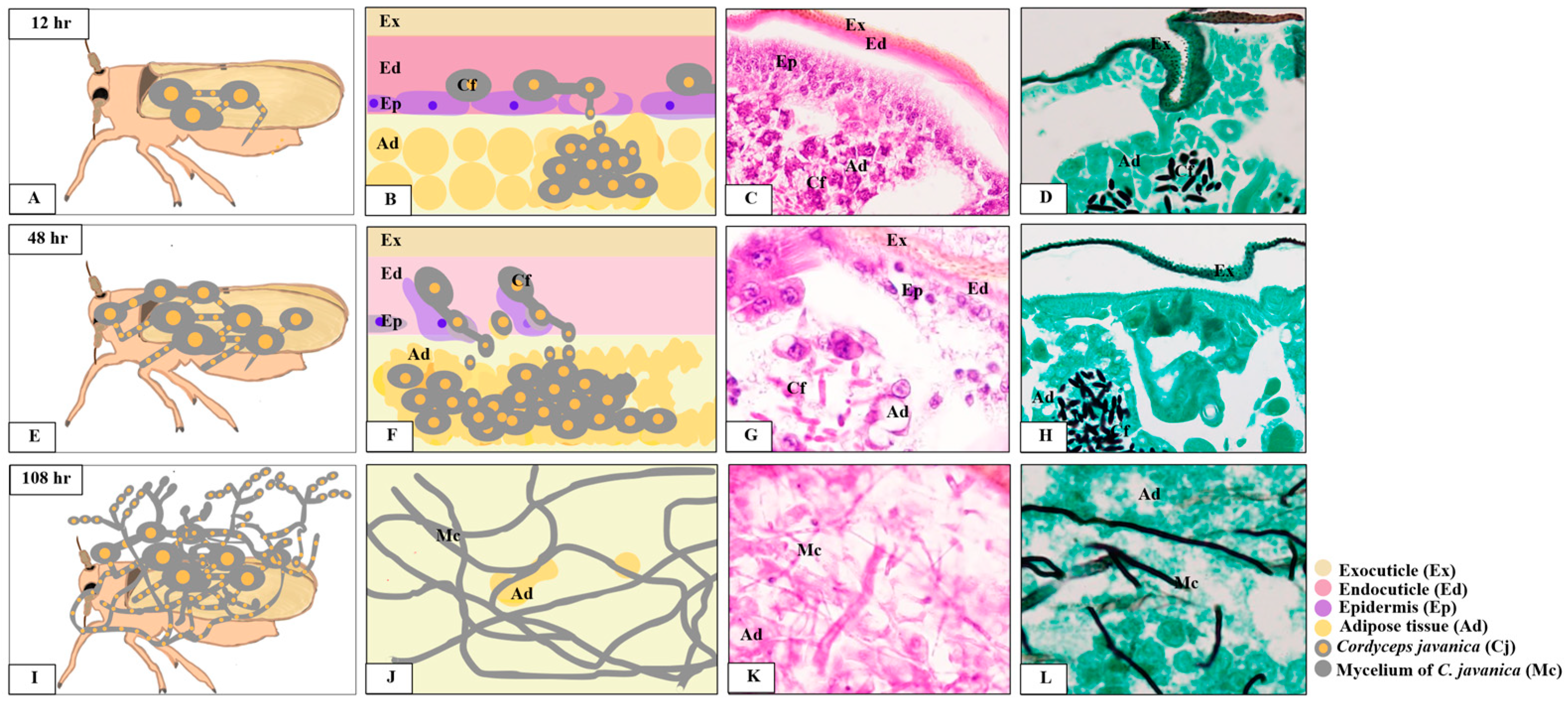 Insects 15 00565 g008 Insects 15 00565 g008