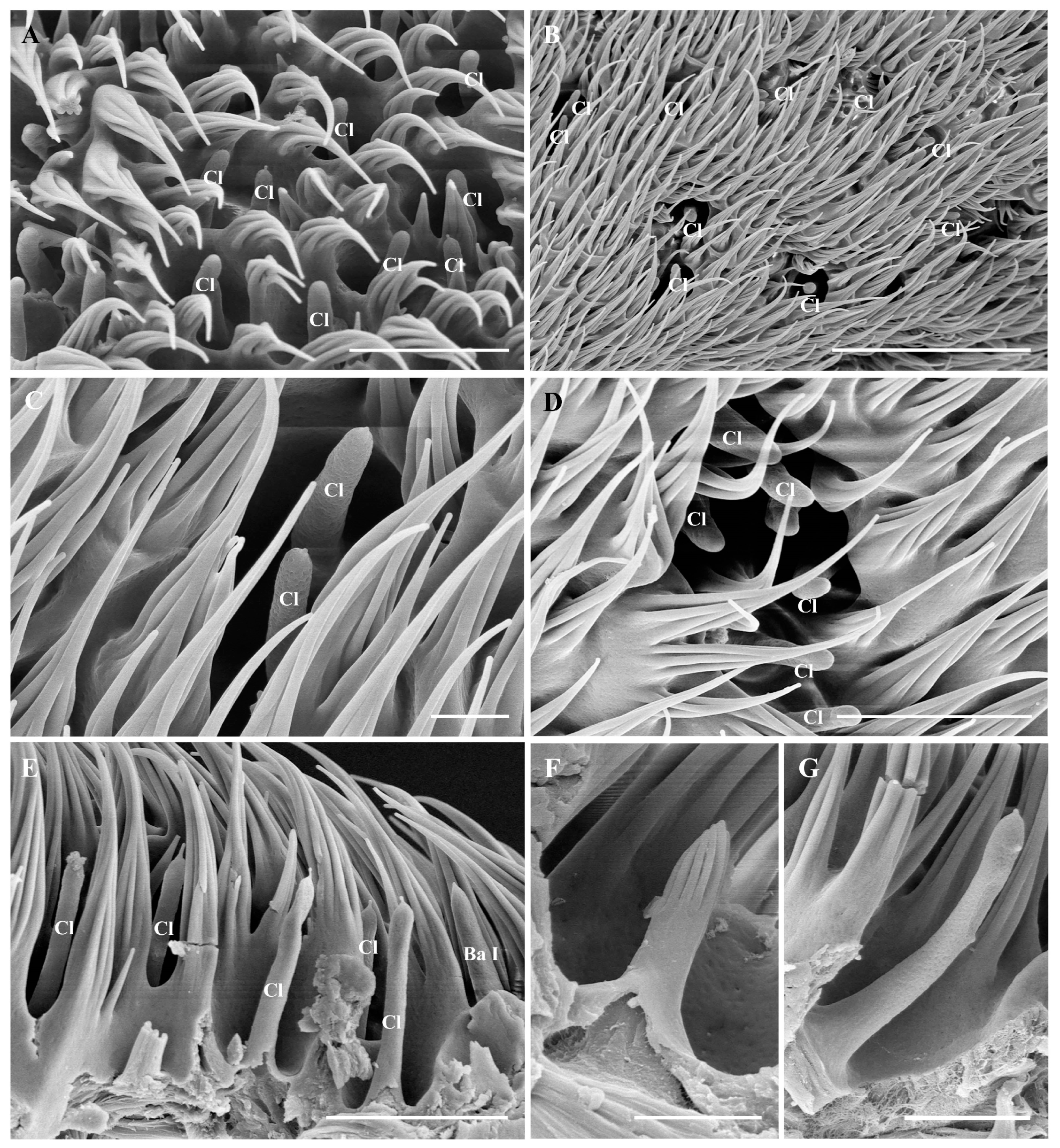 Insects 15 00574 g005