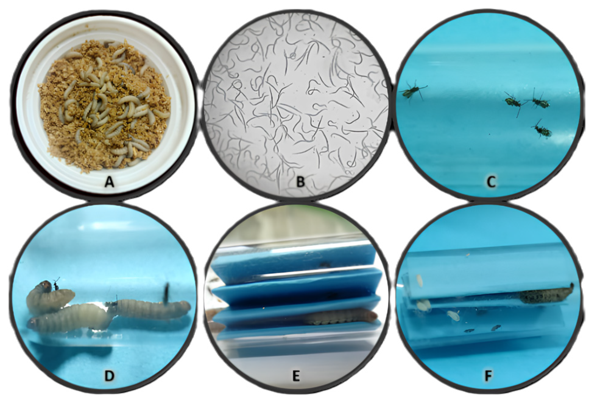 Insects 15 00588 g001 Insects 15 00588 g001