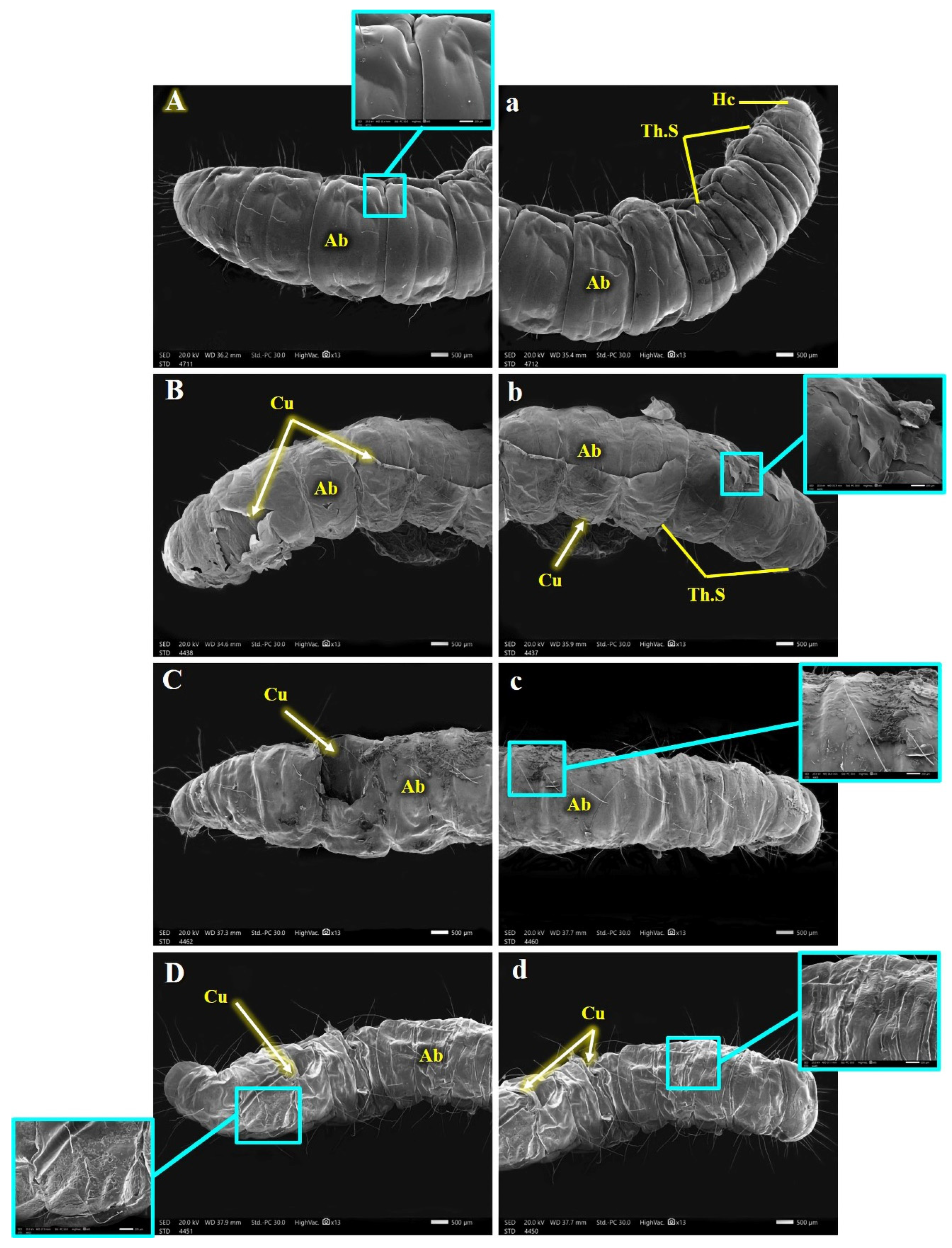 Insects 15 00588 g006 Insects 15 00588 g006