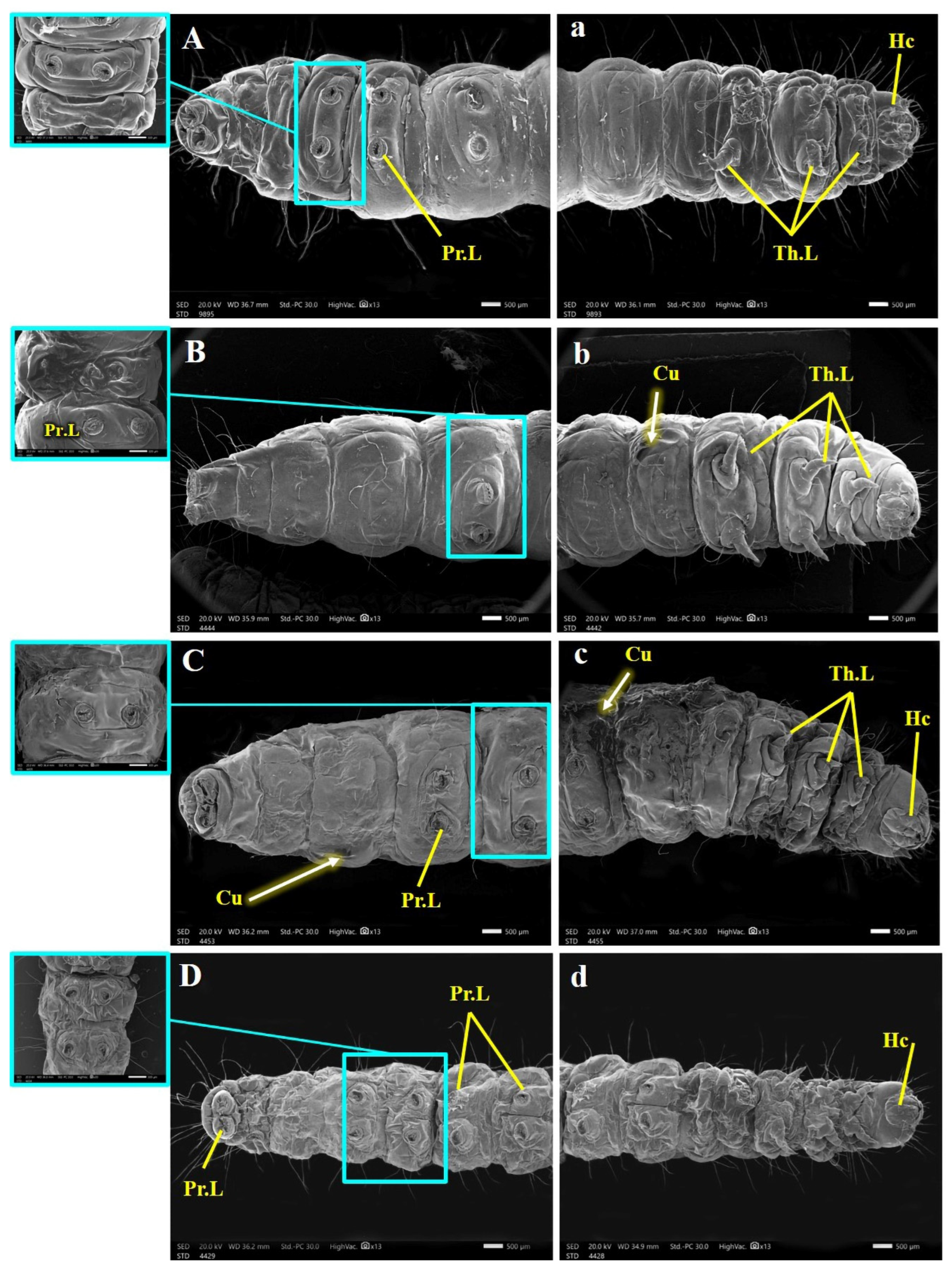 Insects 15 00588 g007 Insects 15 00588 g007