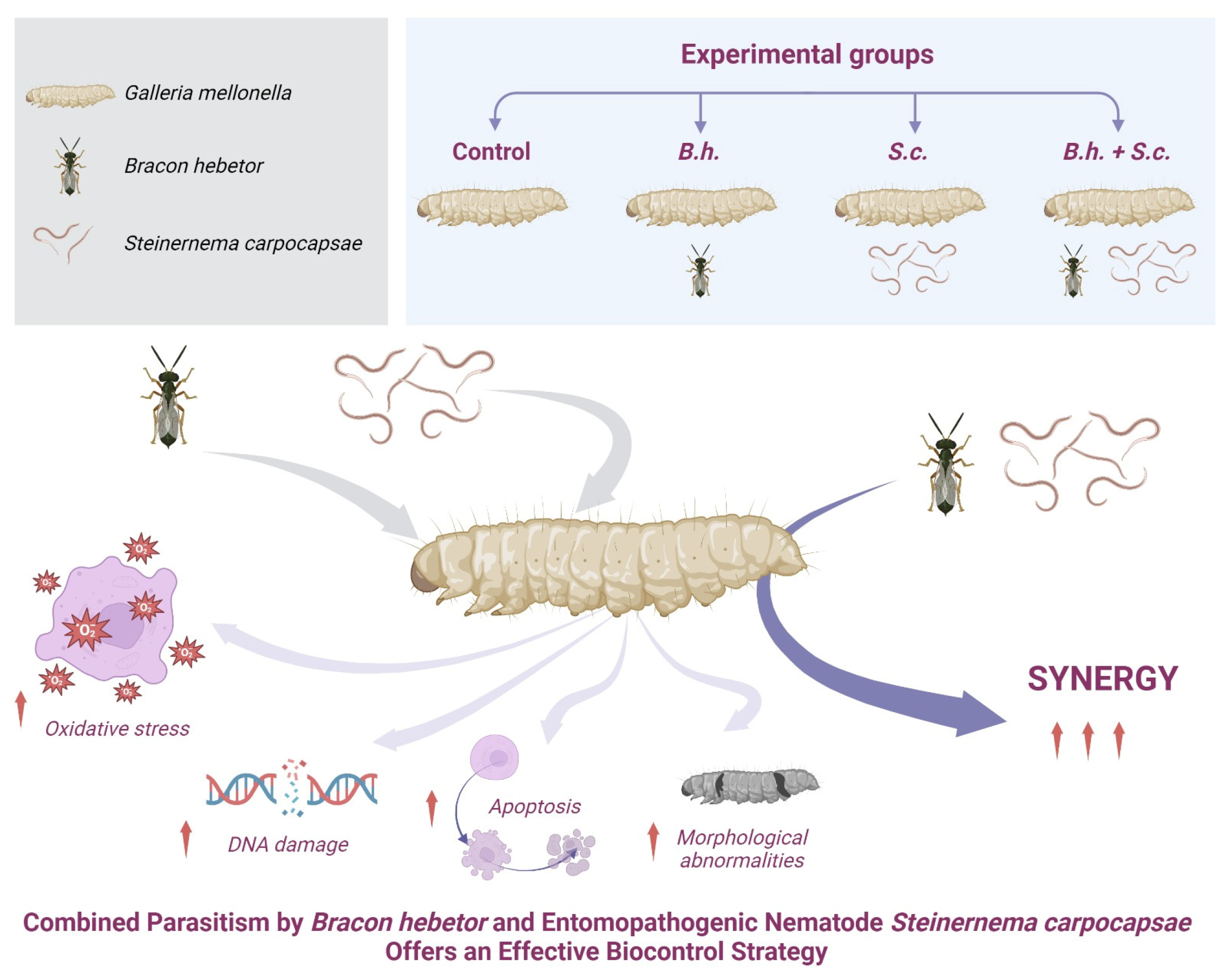 Insects 15 00588 g009 Insects 15 00588 g009