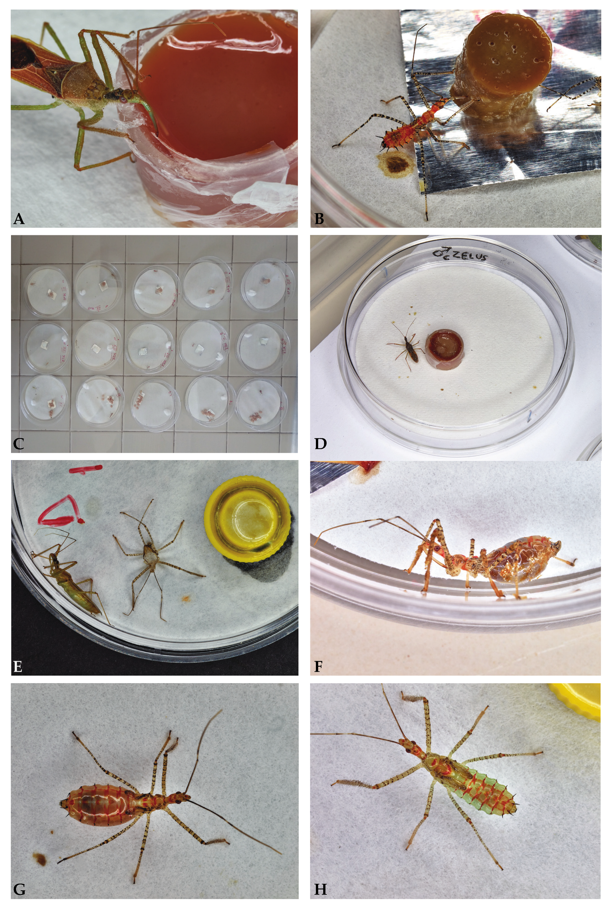 Insects 15 00607 g001