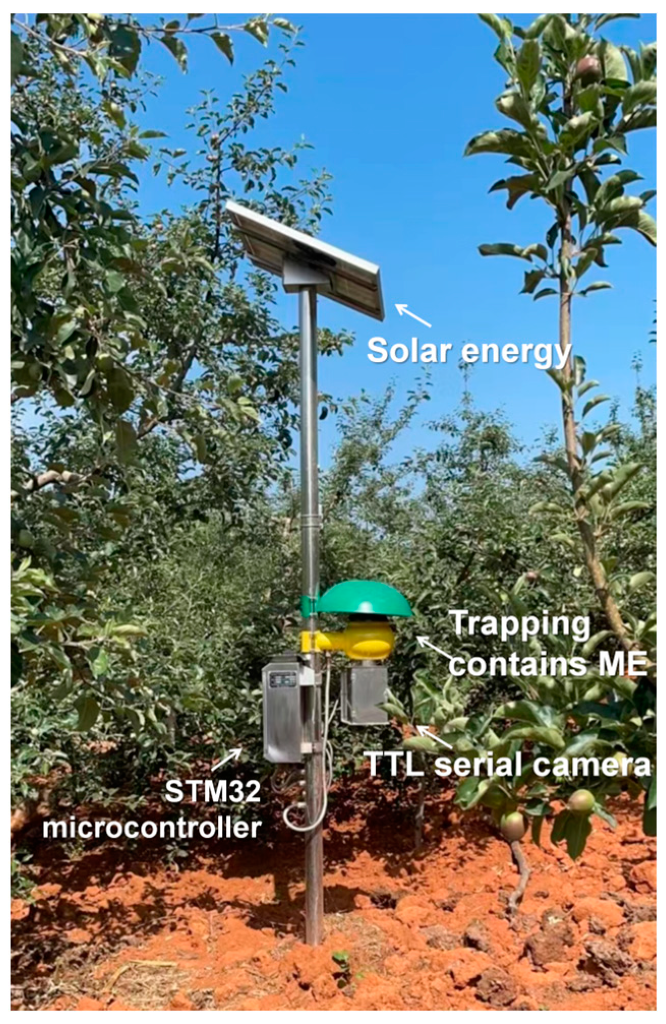 ttl peach model porn Population Dynamics of Bactrocera dorsalis (Diptera: Tephritidae) in Four  Counties of Yunnan, China, by Electronic Monitoring System