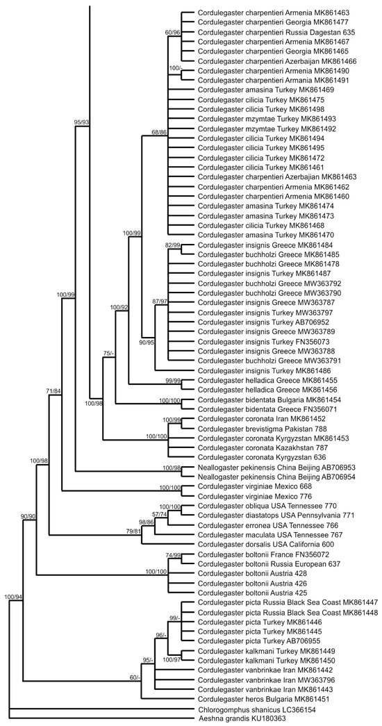 Molecular Phylogeny of the Family Cordulegastridae (Odonata) Worldwide