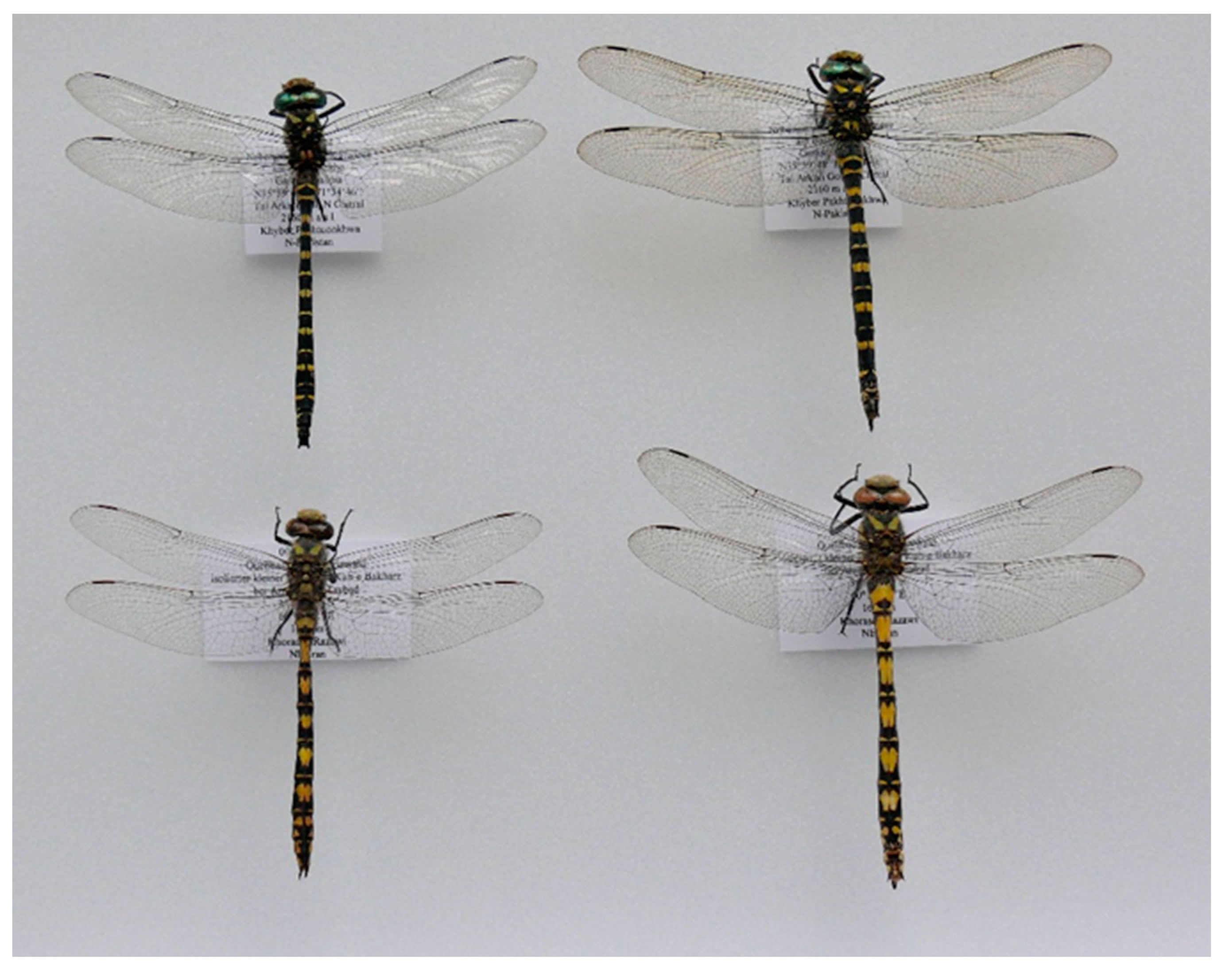 Insects 15 00622 g003