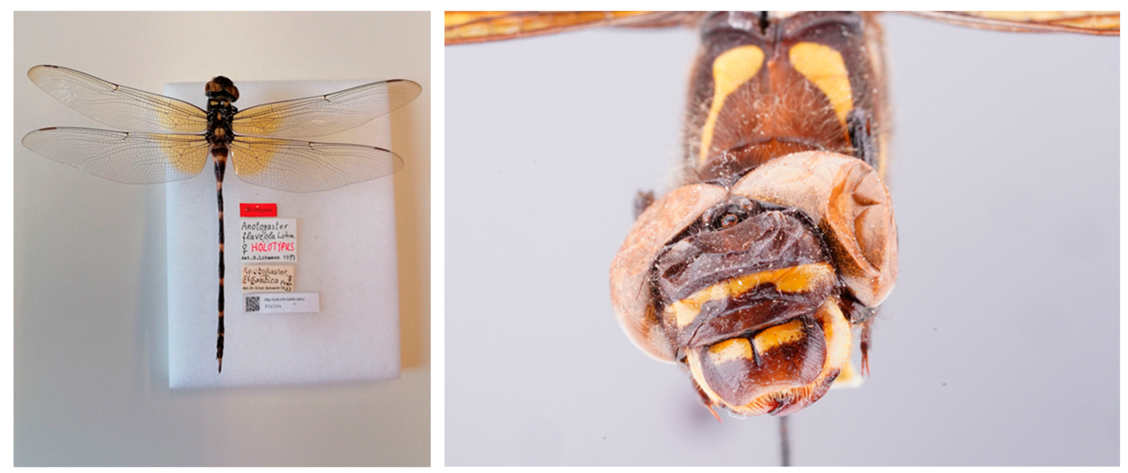 Insects 15 00622 g007